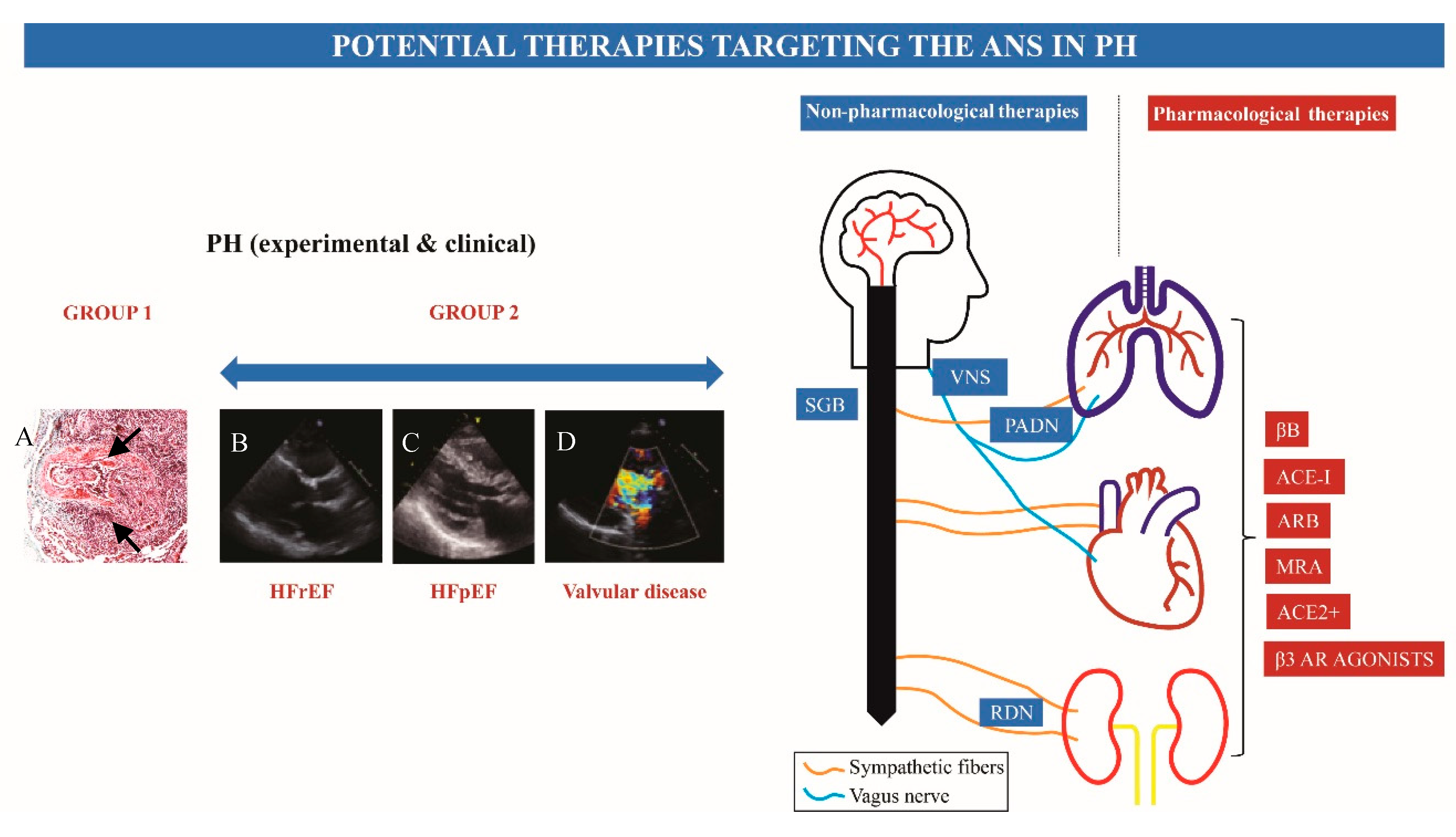 Cells 09 02521 g001 Cells 09 02521 g001