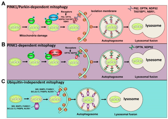 Cells 09 02523 g001 550