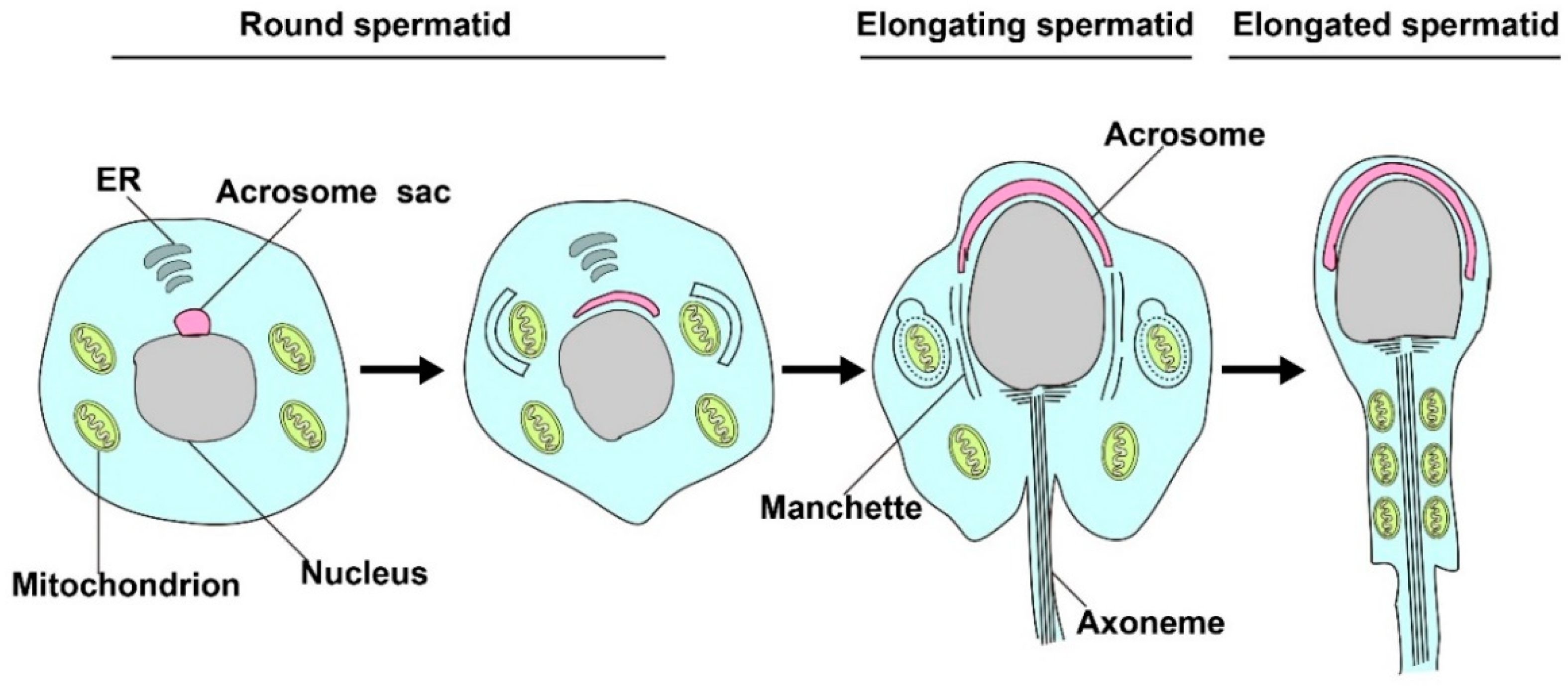 Cells 09 02523 g002 Cells 09 02523 g002