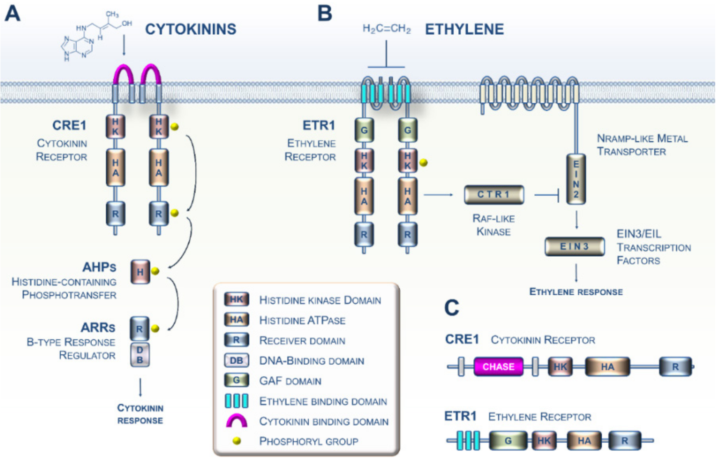 Cells 09 02526 g001 Cells 09 02526 g001