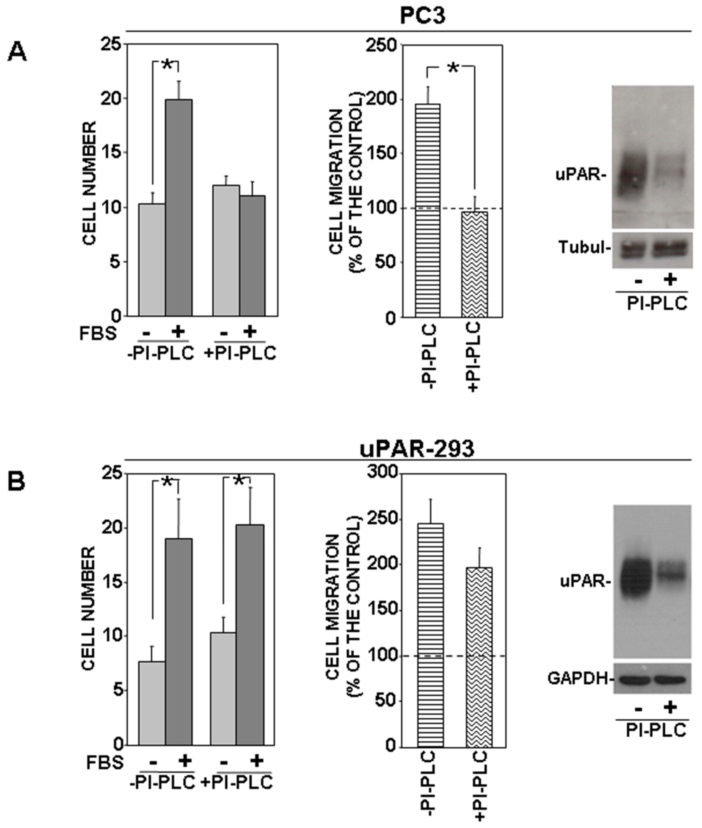 Cells 09 02531 g002 Cells 09 02531 g002