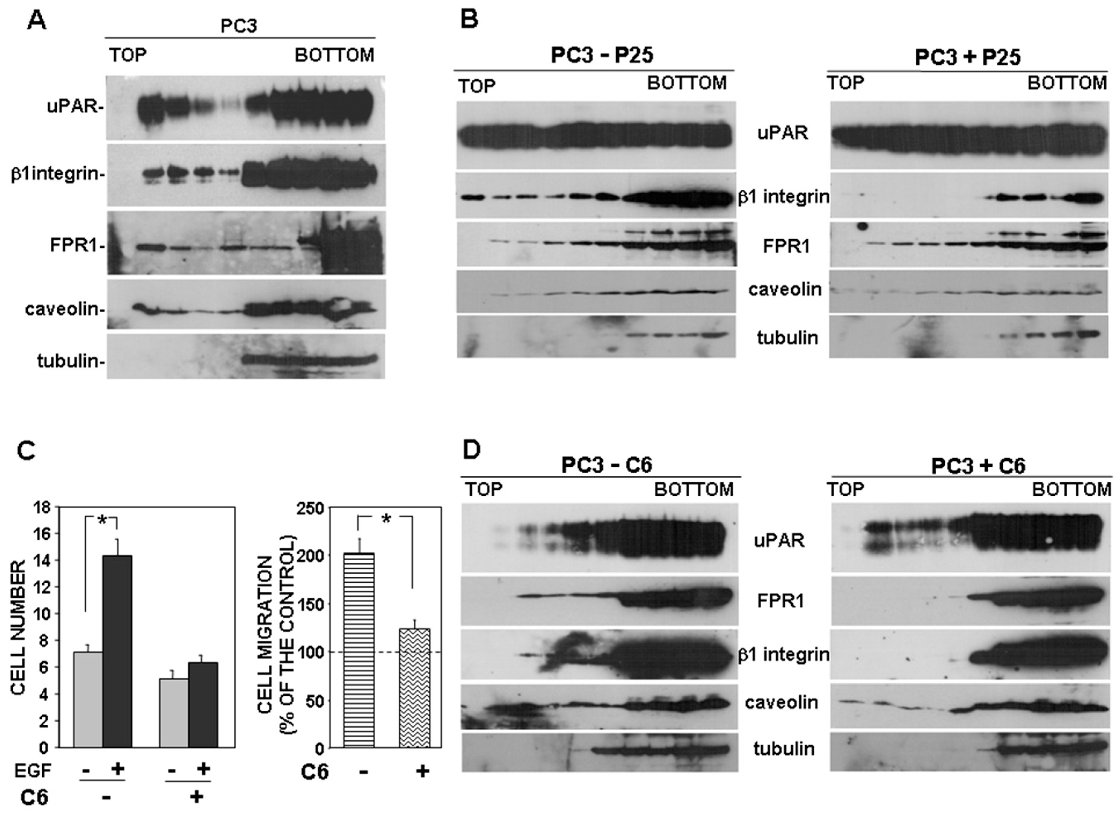 Cells 09 02531 g005 Cells 09 02531 g005