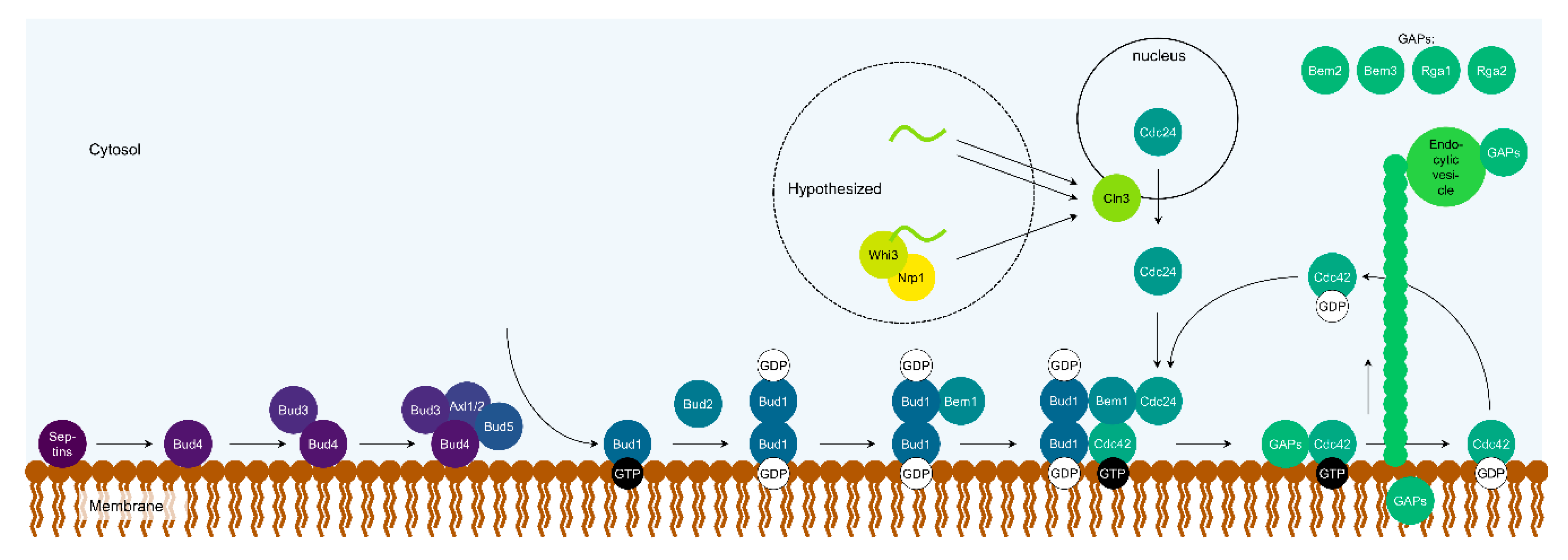Cells 09 02534 g002 Cells 09 02534 g002