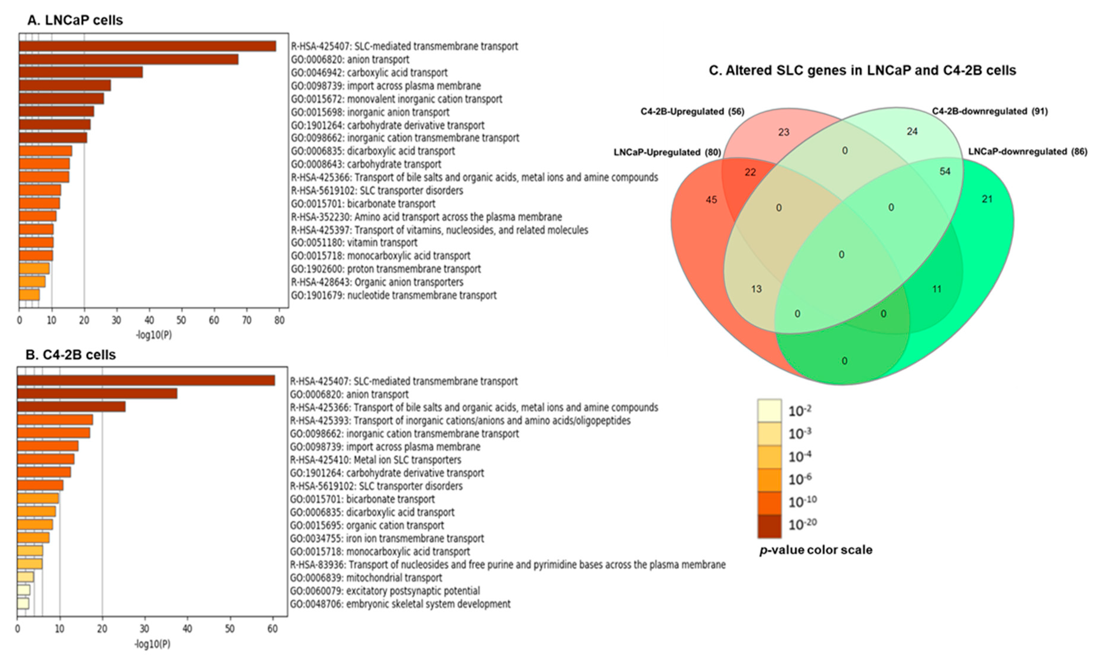 Cells 09 02535 g005 Cells 09 02535 g005
