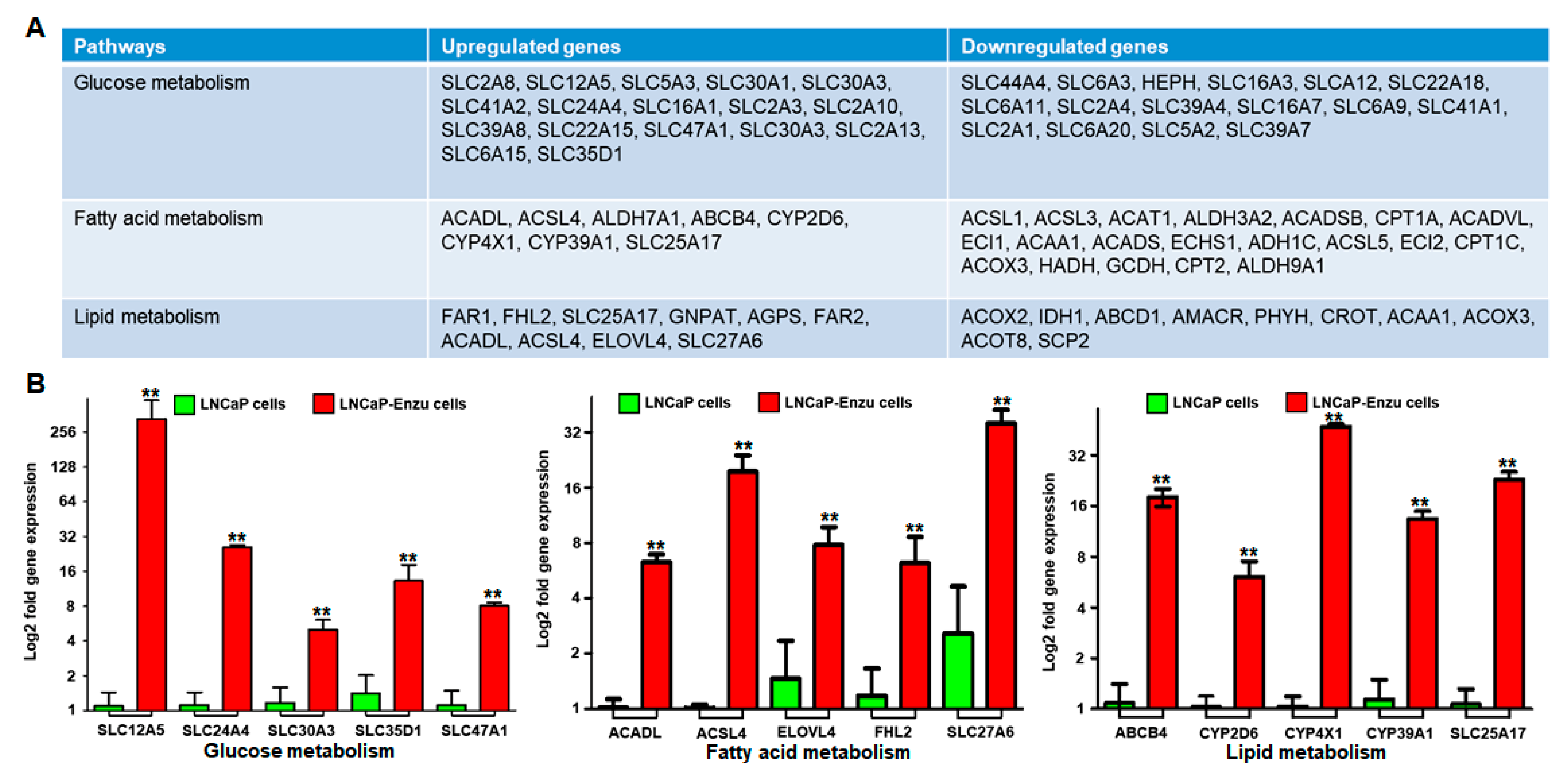Cells 09 02535 g007 Cells 09 02535 g007