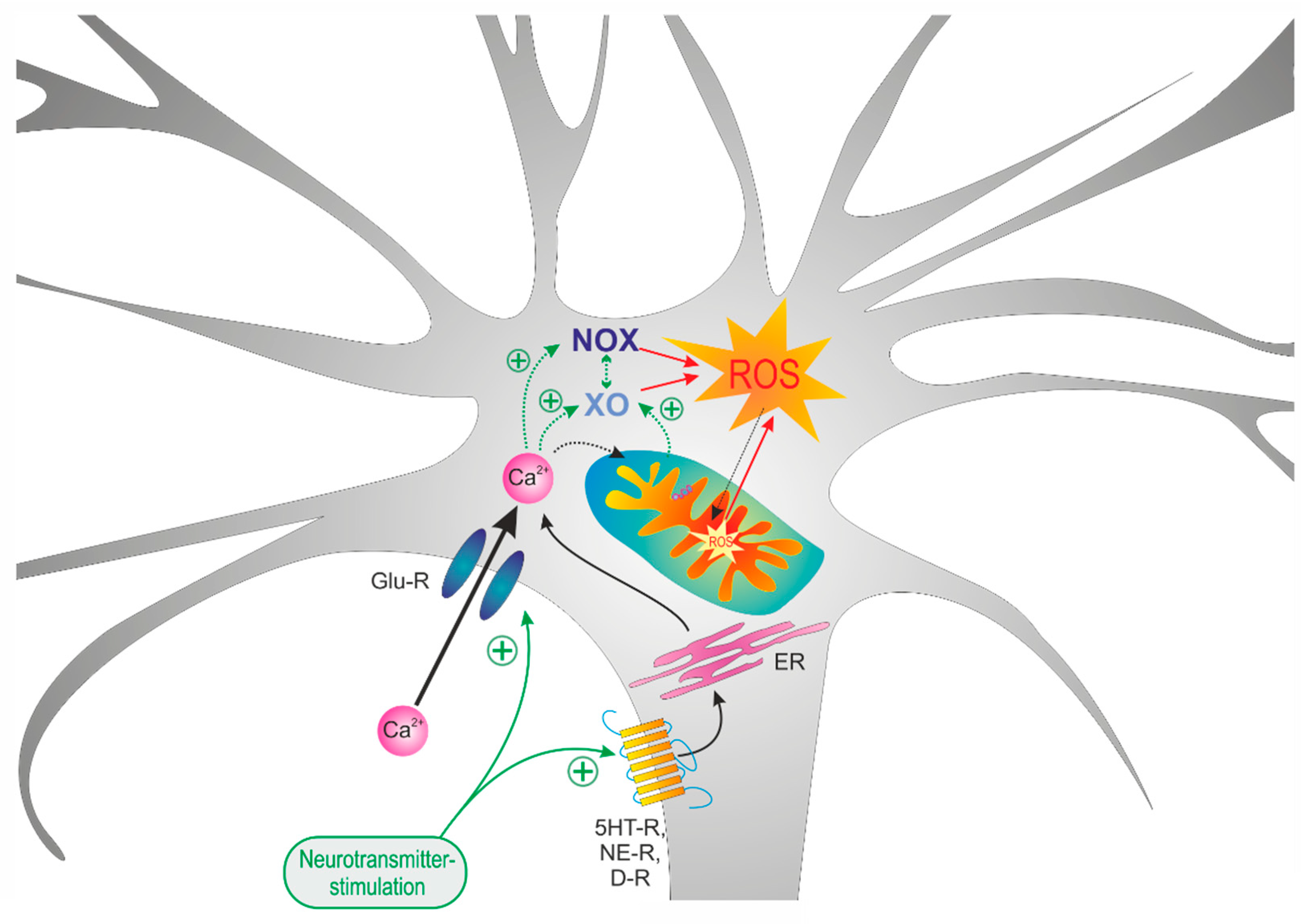 Cells 09 02539 g008 Cells 09 02539 g008