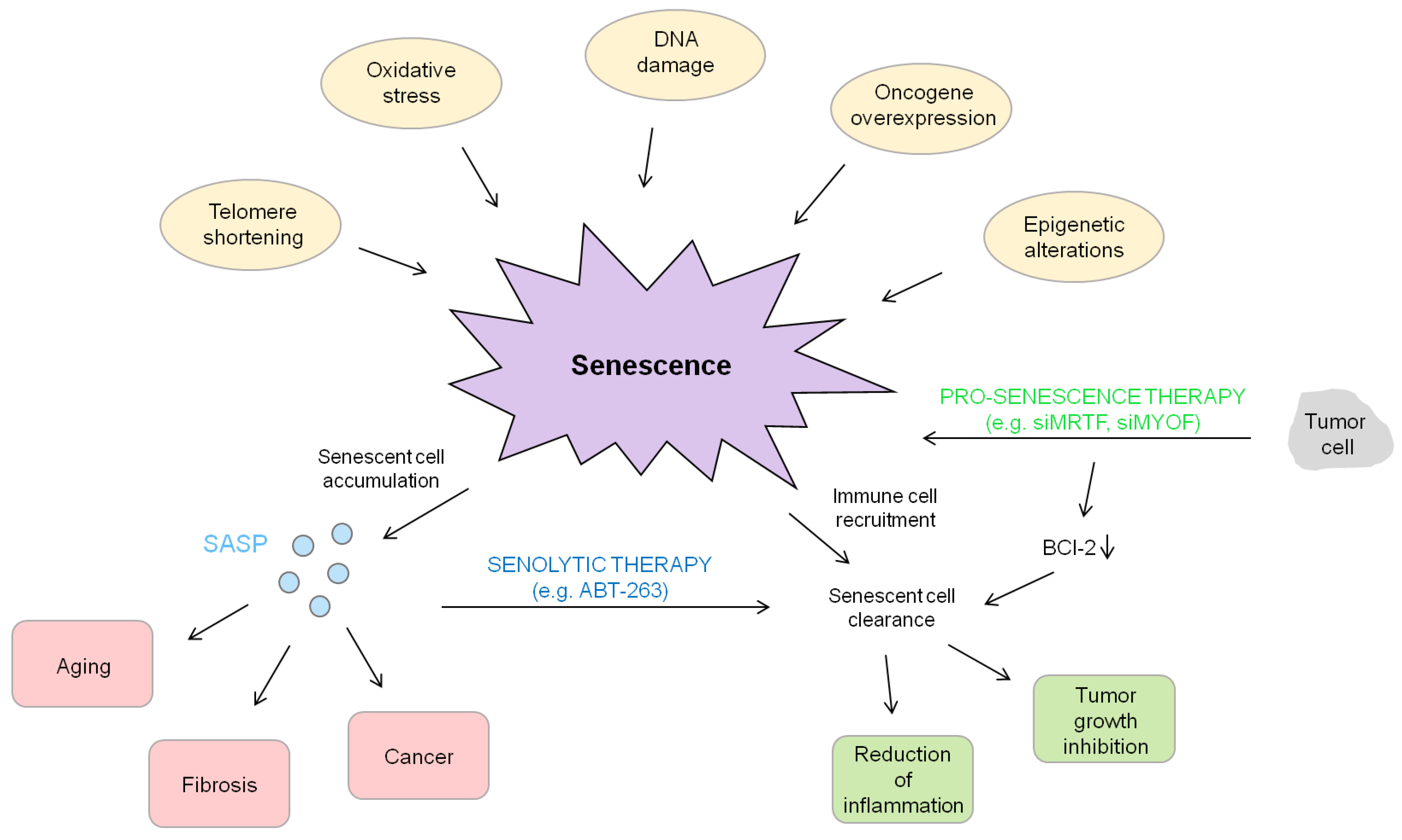 Cells 09 02540 g003 Cells 09 02540 g003