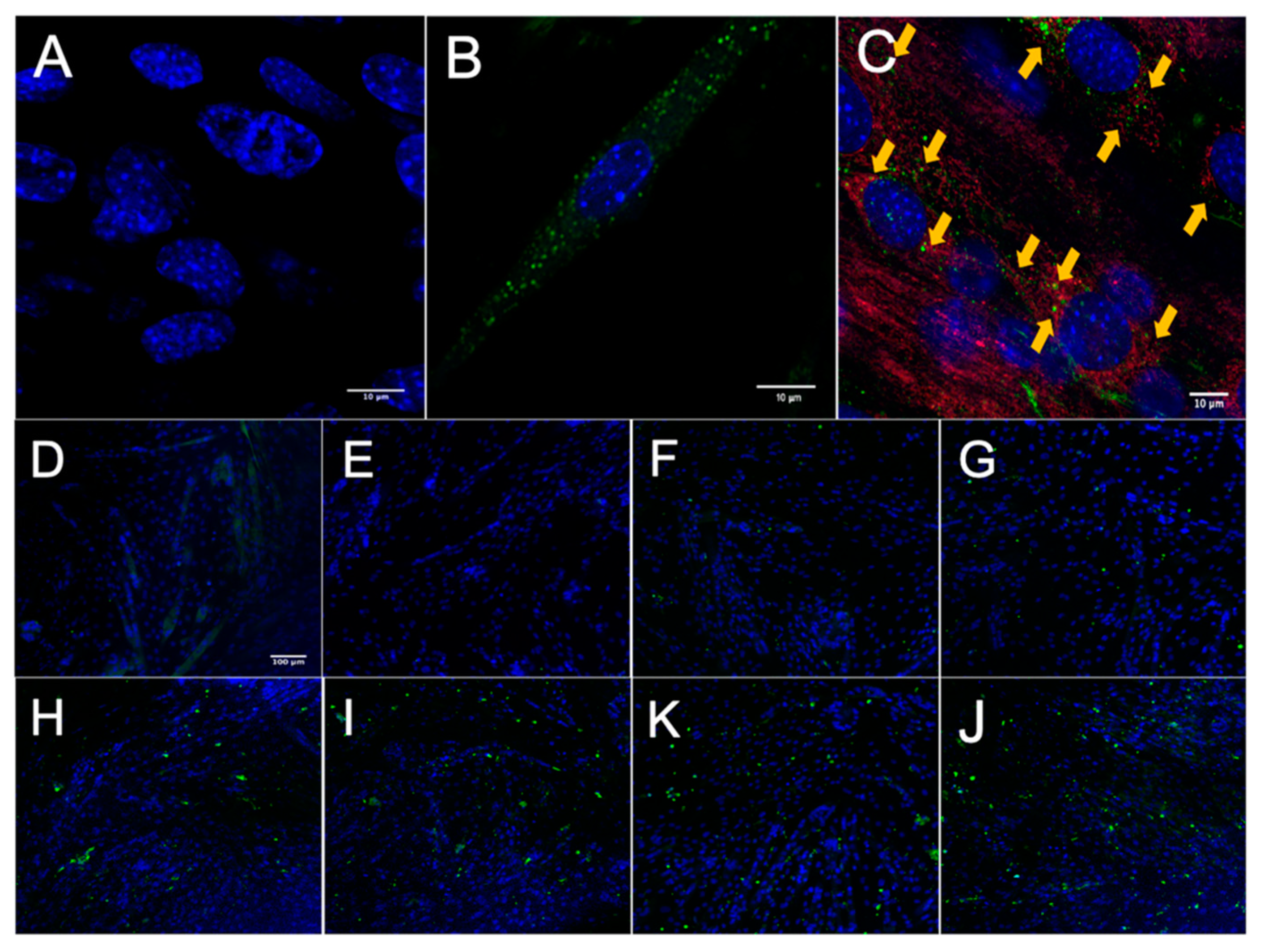 Cells 09 02544 g002 Cells 09 02544 g002