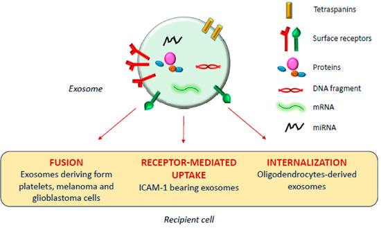 Cells 09 02569 g001 550