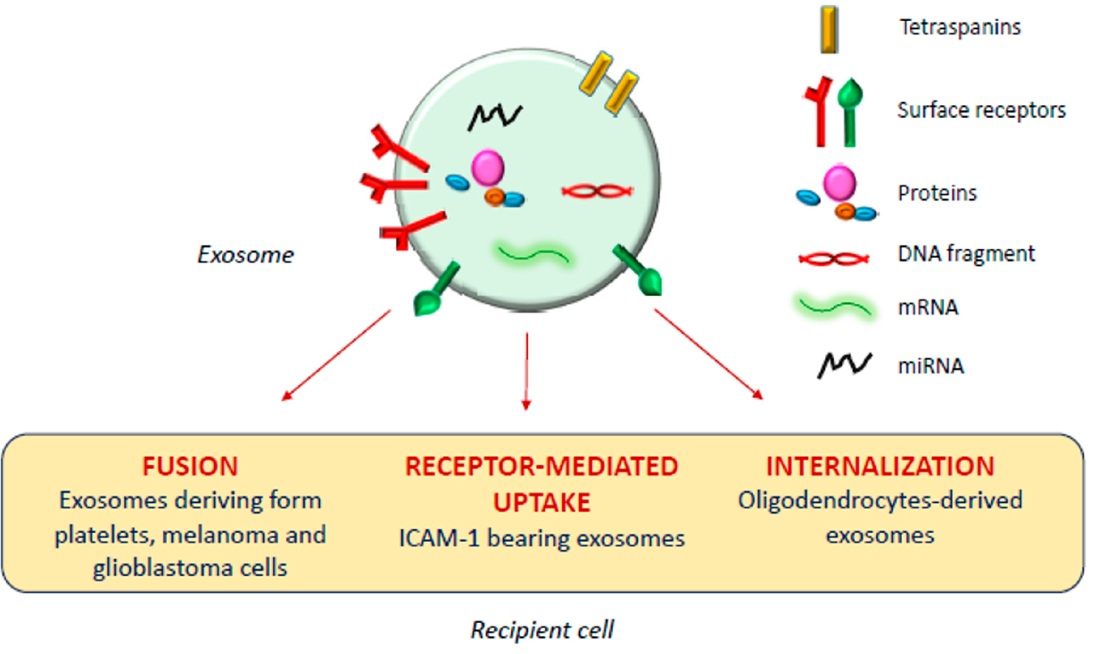 In Vivo Real-Time Imaging of Extracellular Vesicles in Liver