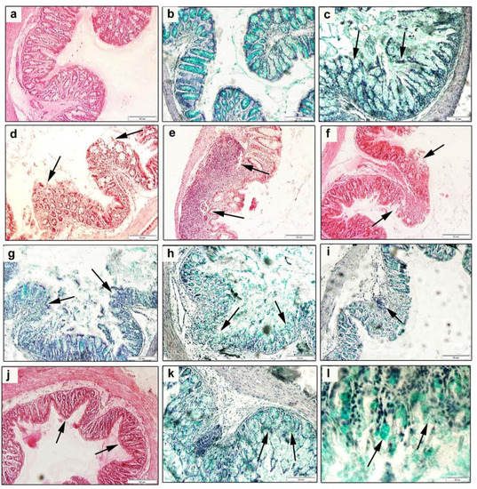 Cells Free FullText Innovative Animal Model of DSSInduced