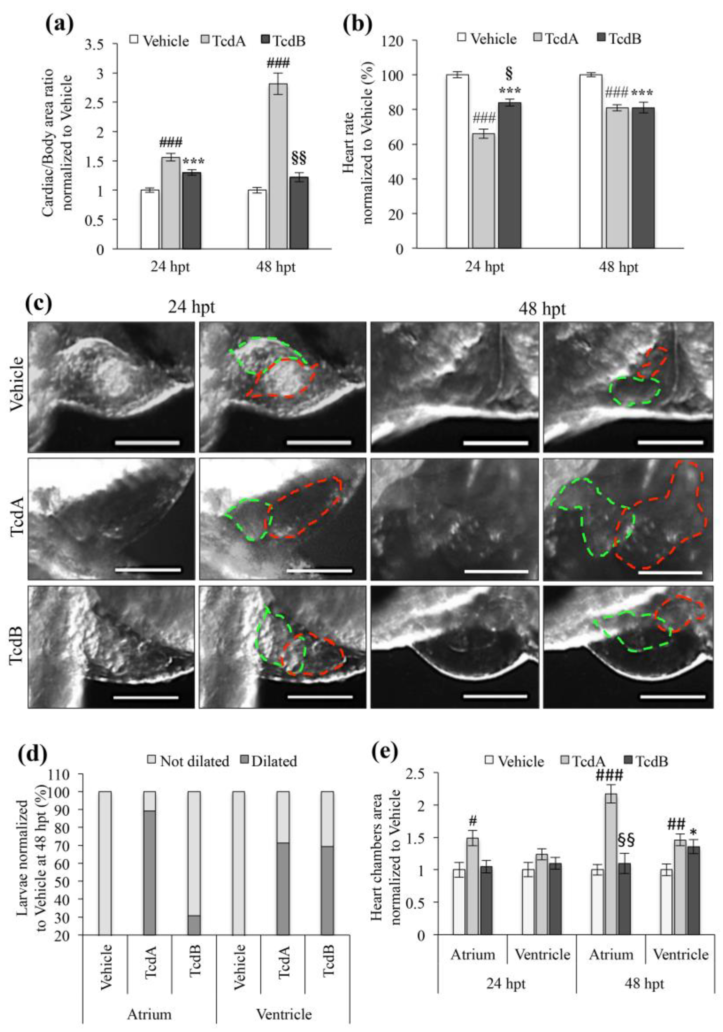 Cells 09 02575 g002 Cells 09 02575 g002