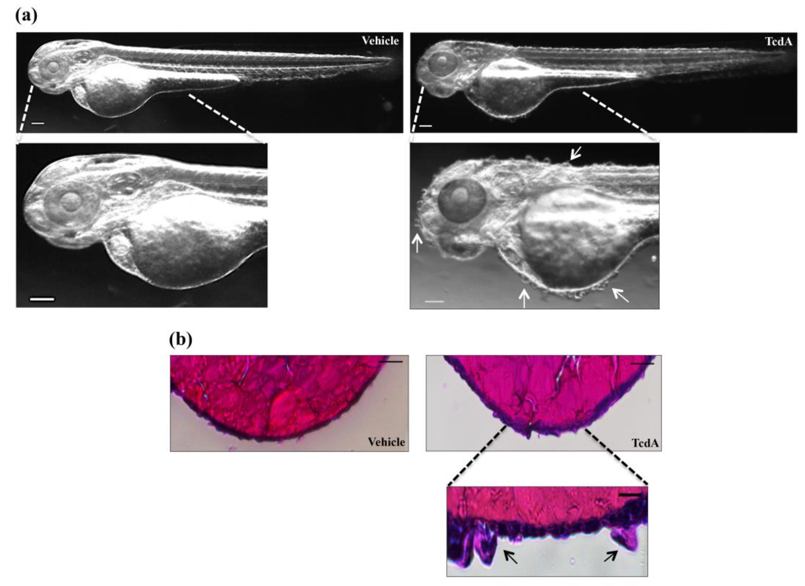 Cells 09 02575 g007 Cells 09 02575 g007