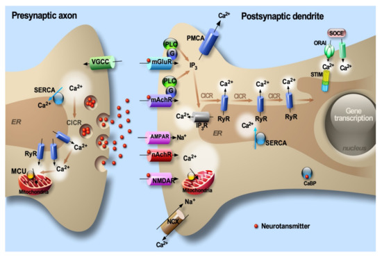 Cells Free Full Text Alterations Of The Endoplasmic Reticulum Er Calcium Signaling Molecular Components In Alzheimer S Disease Html Cells Free Full Text Alterations Of The Endoplasmic Reticulum Er Calcium Signaling Molecular Components In Alzheimer S Disease Html