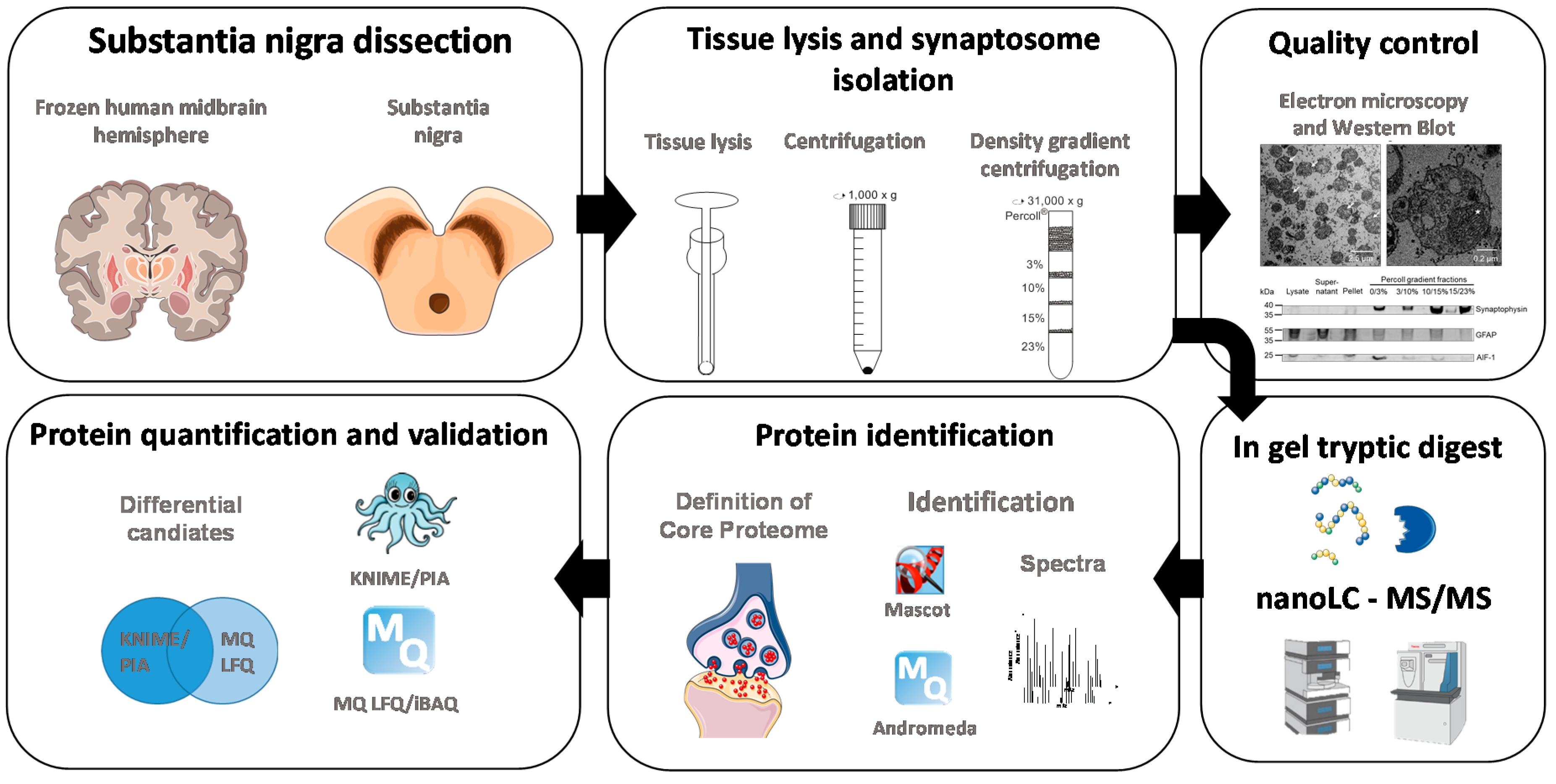 Individual neurons mix multiple RNA edits of key synapse protein, study  finds, MIT News