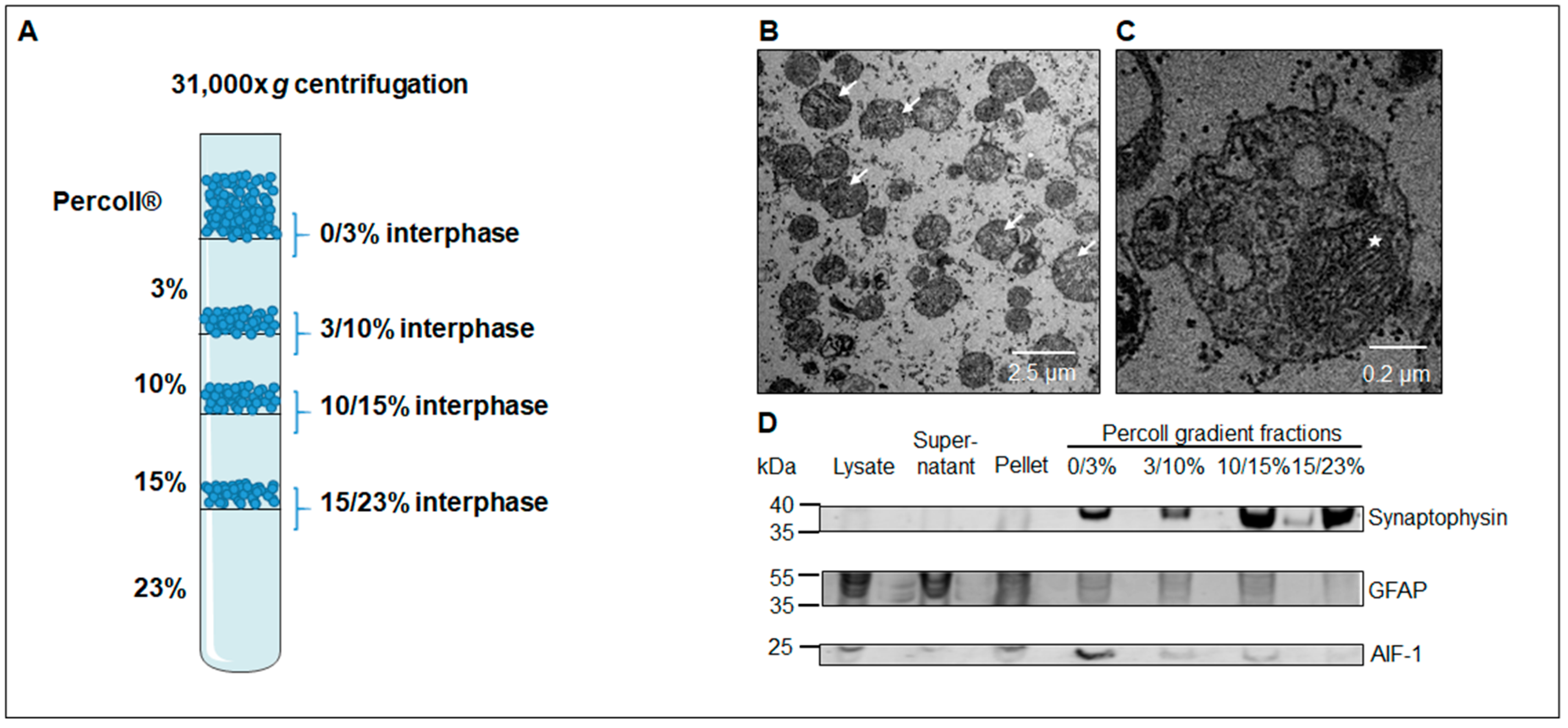 Cells 09 02580 g002 Cells 09 02580 g002