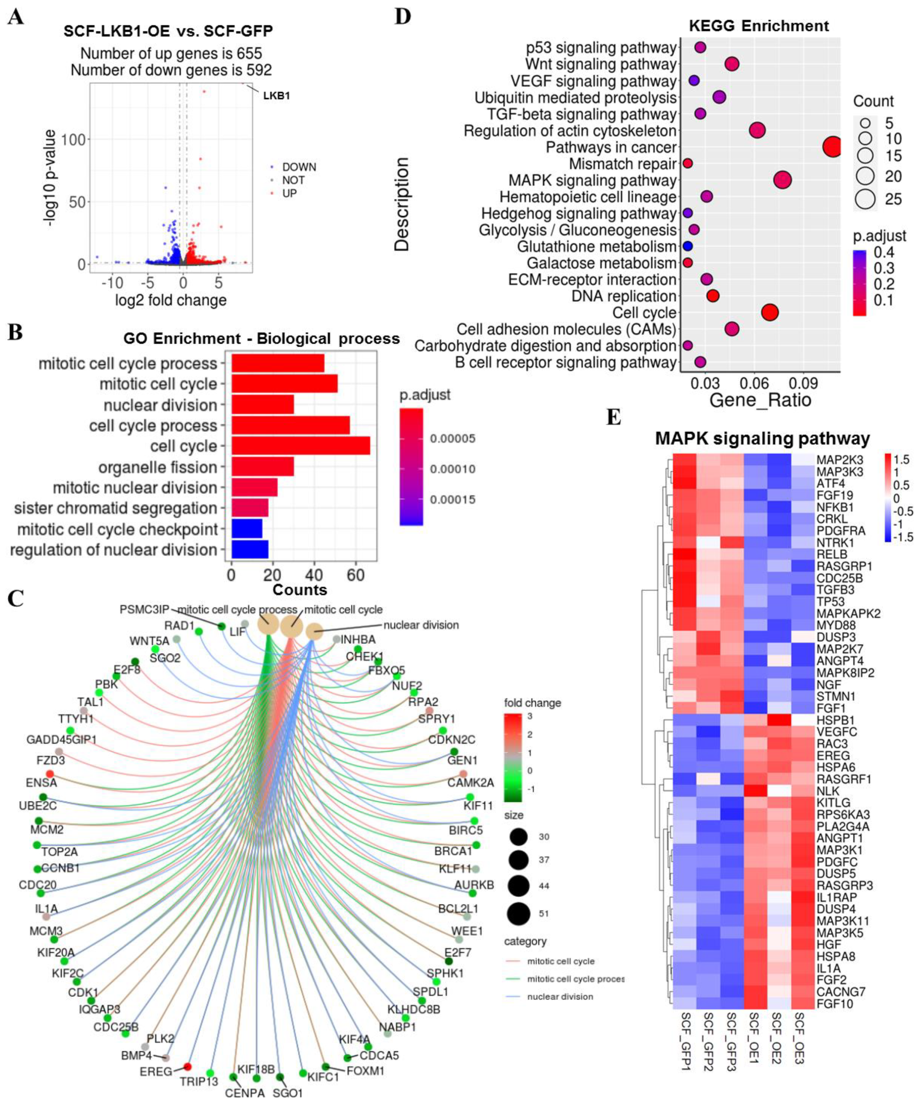 Cells 09 02599 g002 Cells 09 02599 g002