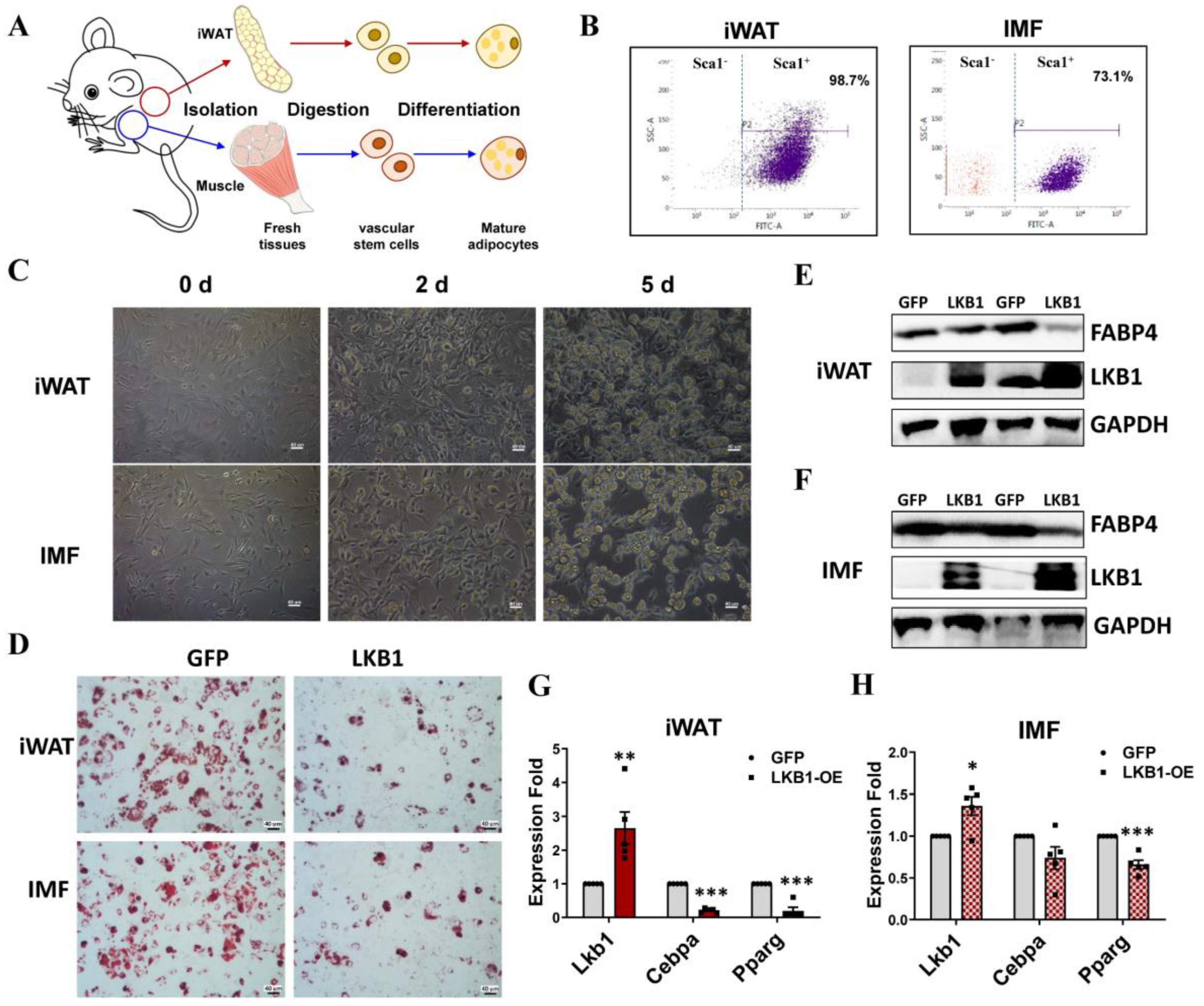 Cells 09 02599 g006 Cells 09 02599 g006