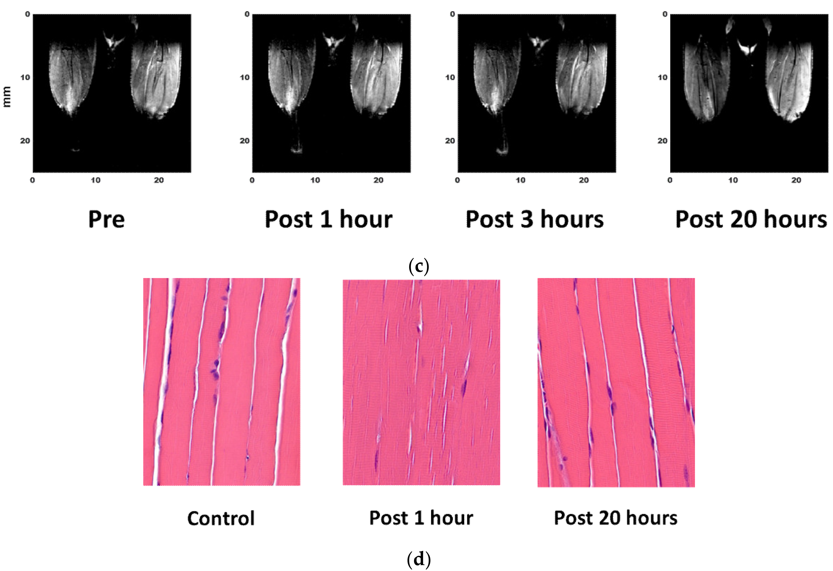 Cells 09 02610 g005b Cells 09 02610 g005b