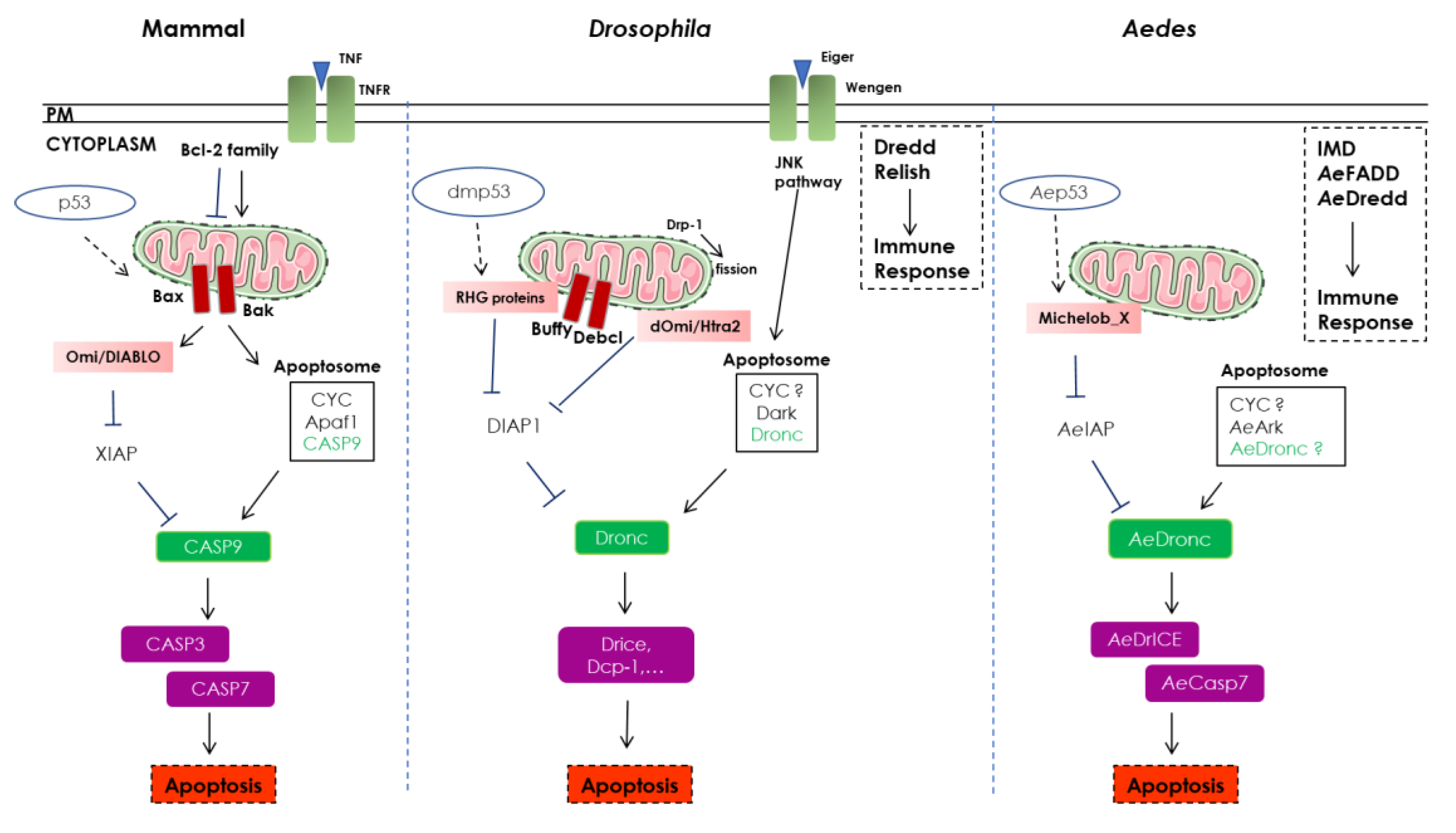Cells 09 02612 i001 Cells 09 02612 i001