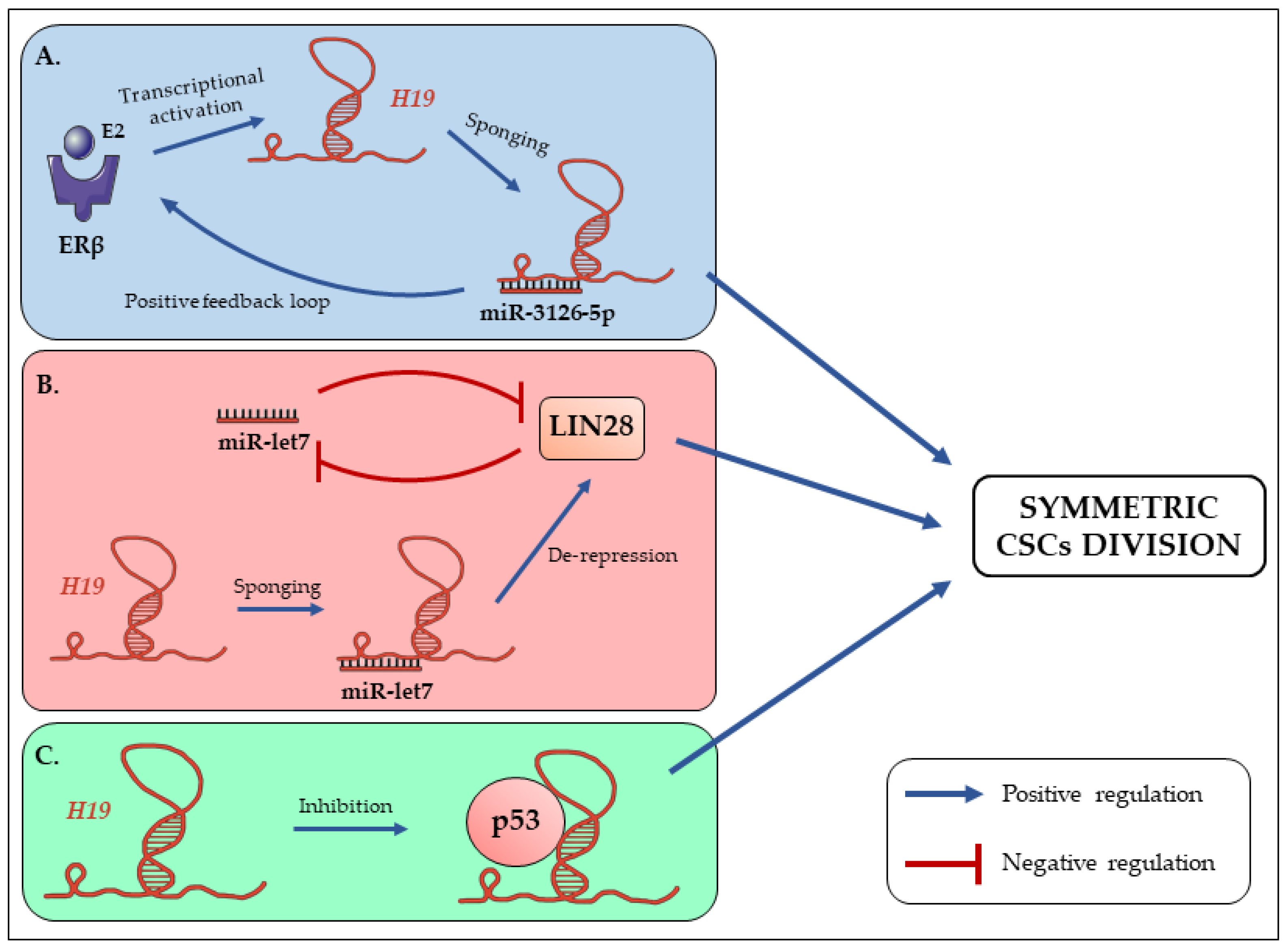 Cells 09 02613 g001 Cells 09 02613 g001