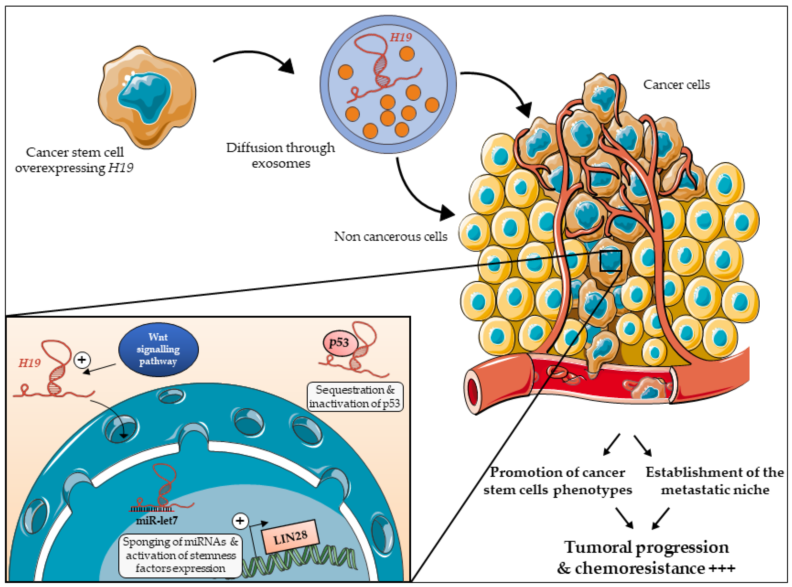 Cells 09 02613 g004 Cells 09 02613 g004