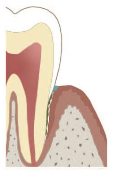 Cells 09 02614 g002 550