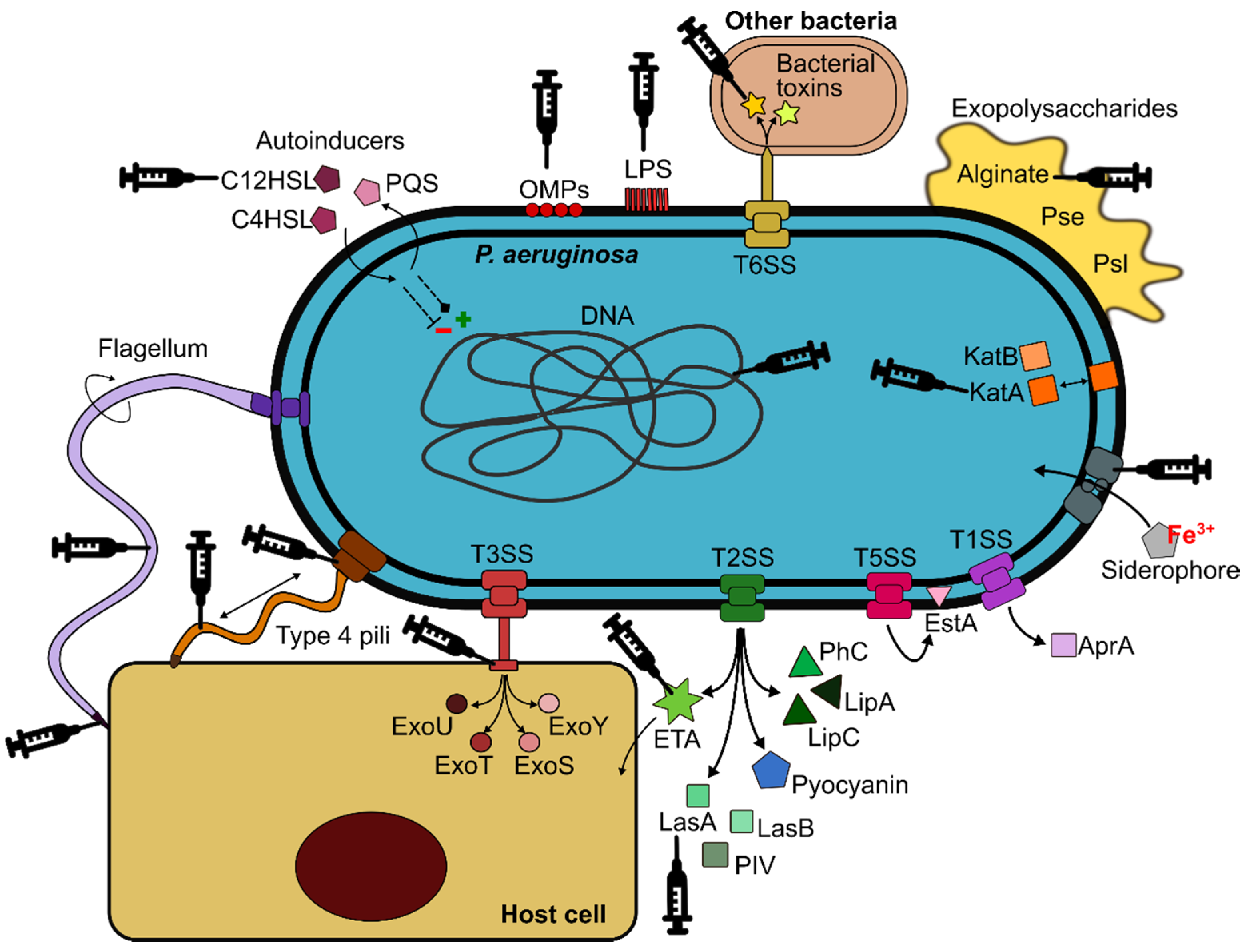 Cells | Free Full-Text | Understanding Pseudomonas aeruginosa–Host