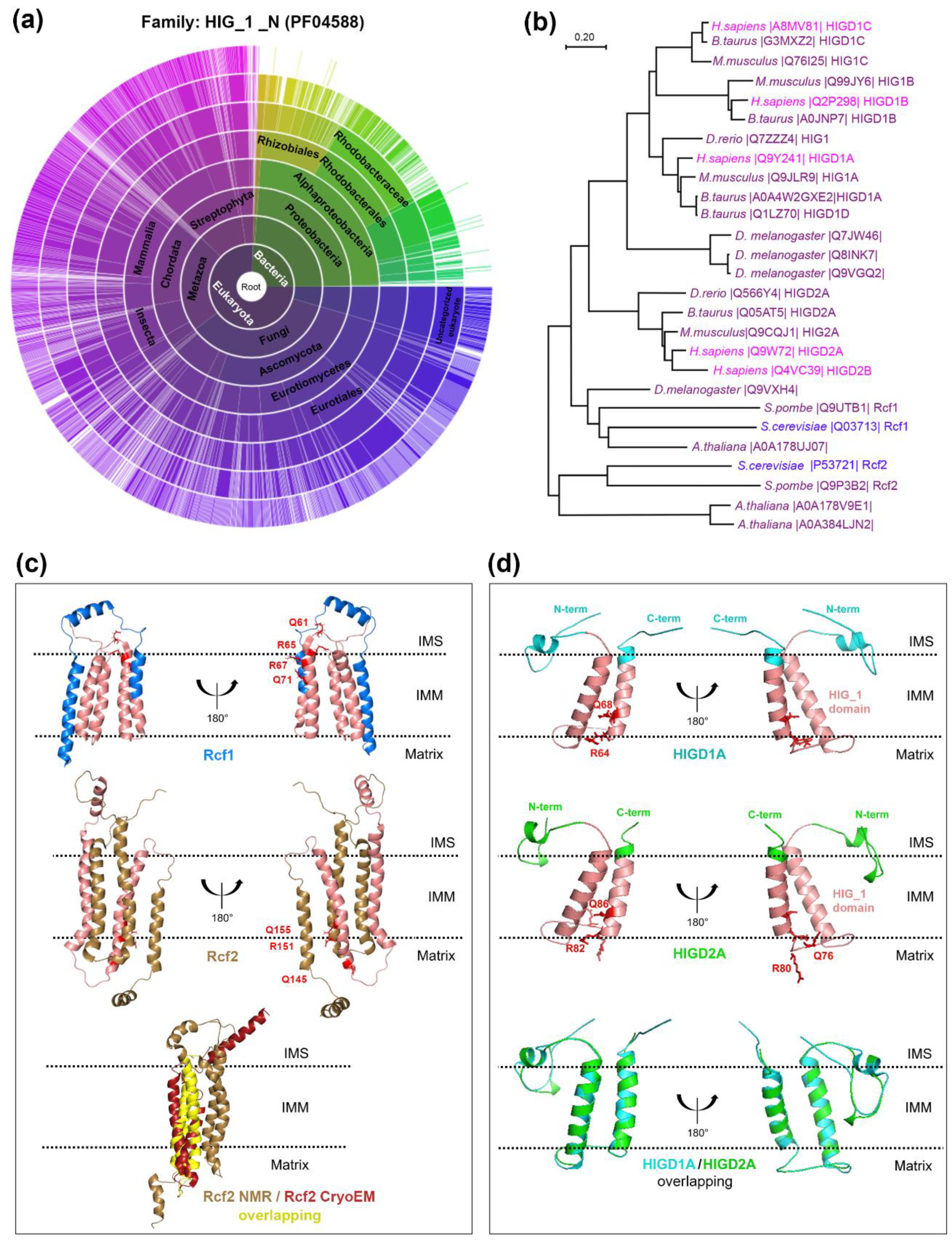 Cells 09 02620 g001 Cells 09 02620 g001