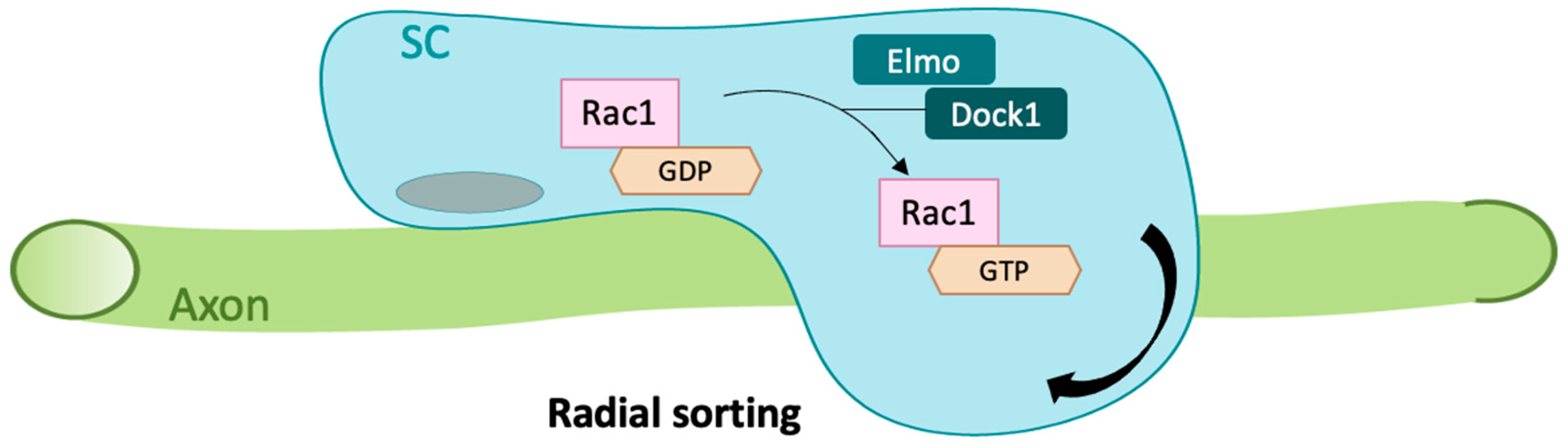 Cells 09 02634 g001 Cells 09 02634 g001