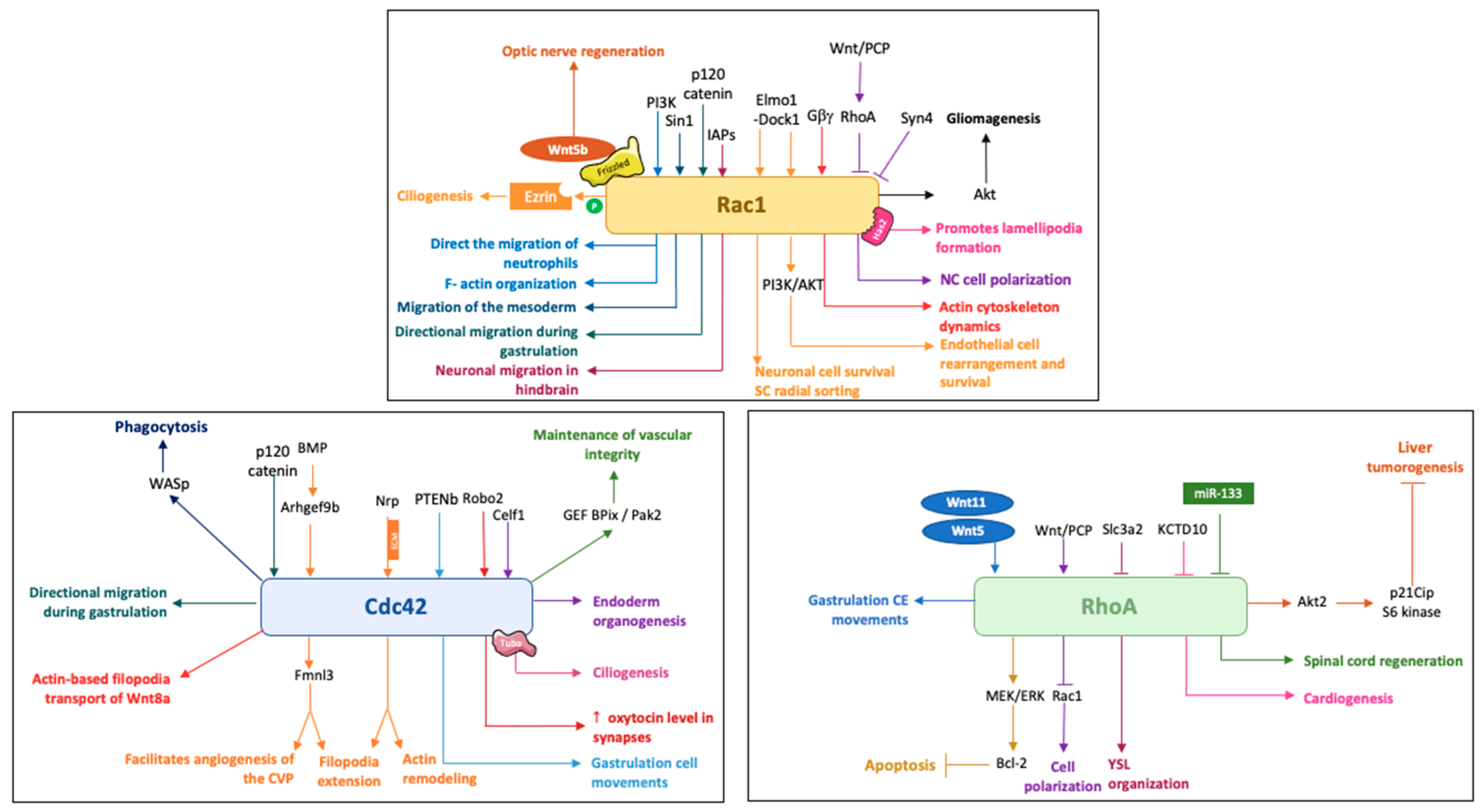 Cells 09 02634 g002 Cells 09 02634 g002