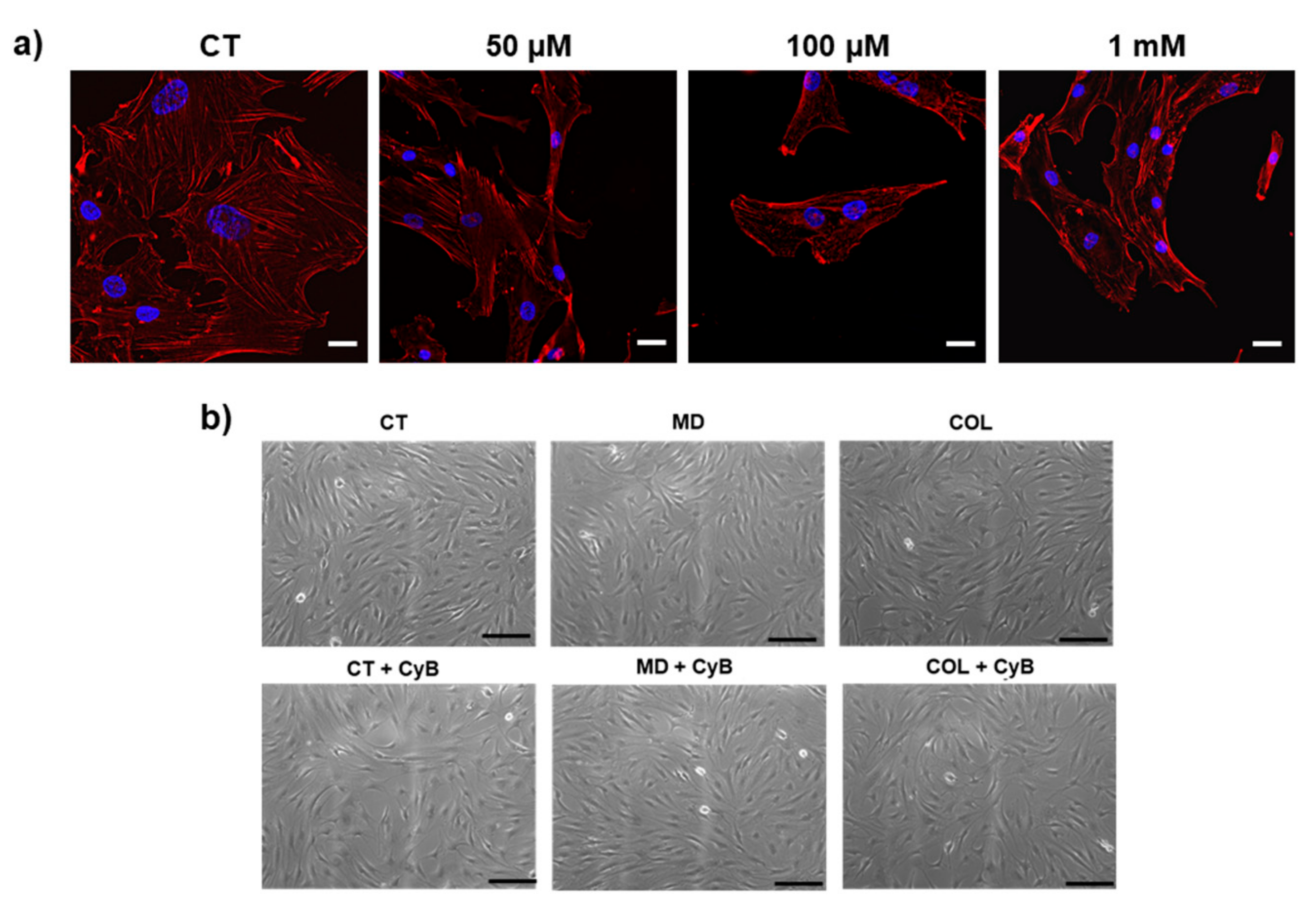 Cells 09 02641 g005 Cells 09 02641 g005