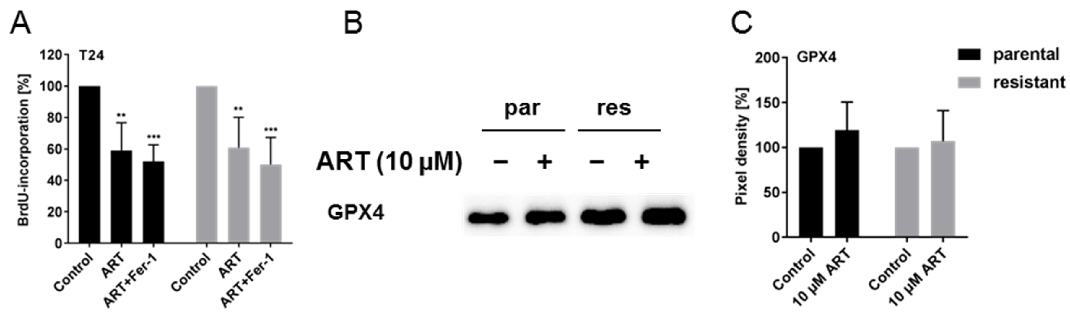 Cells 09 02643 g008 Cells 09 02643 g008