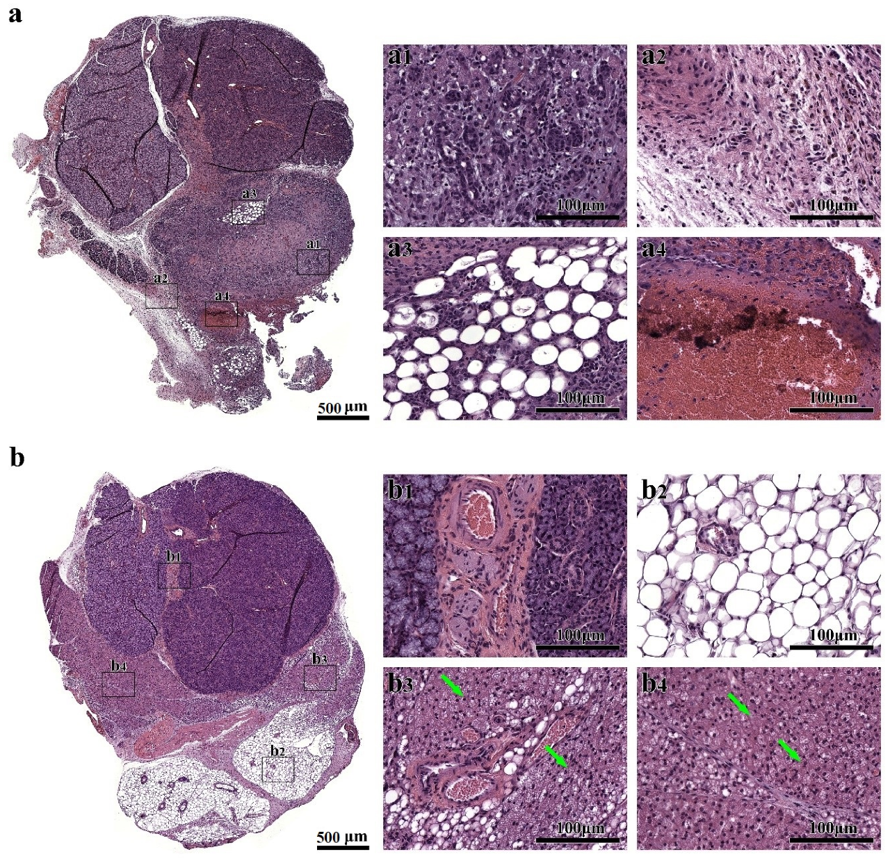Cells 09 02645 g002a