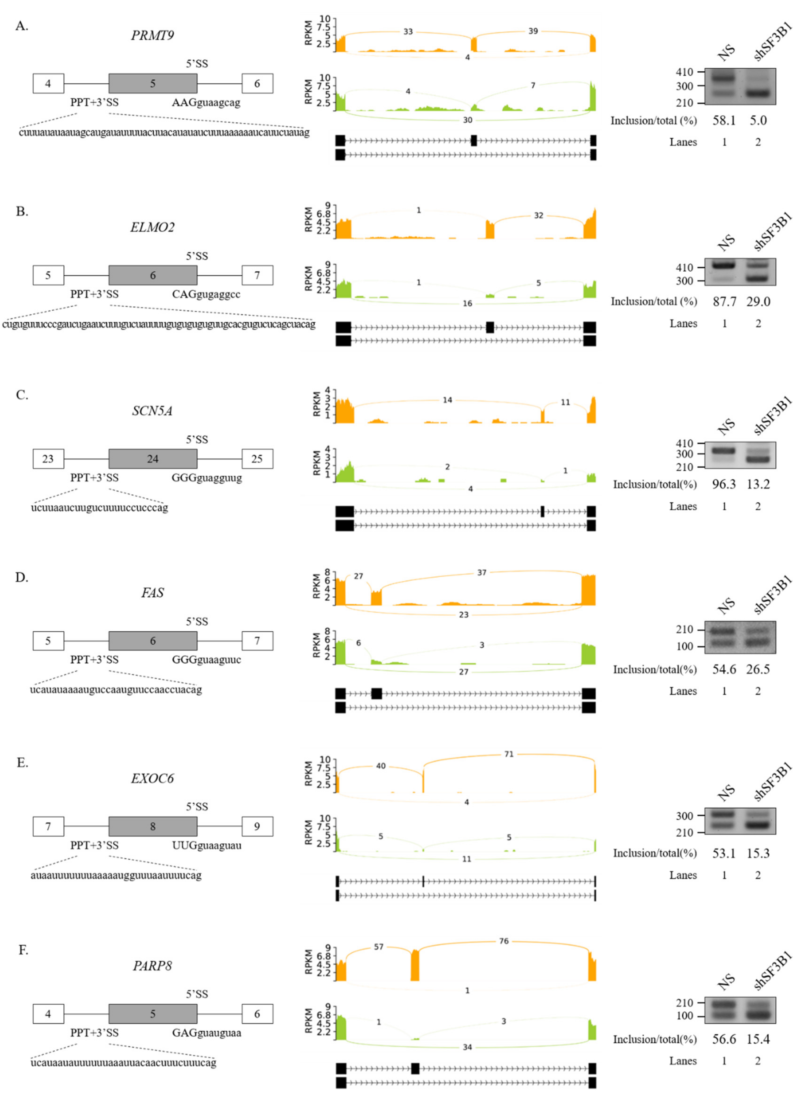 Cells 09 02647 g002 Cells 09 02647 g002