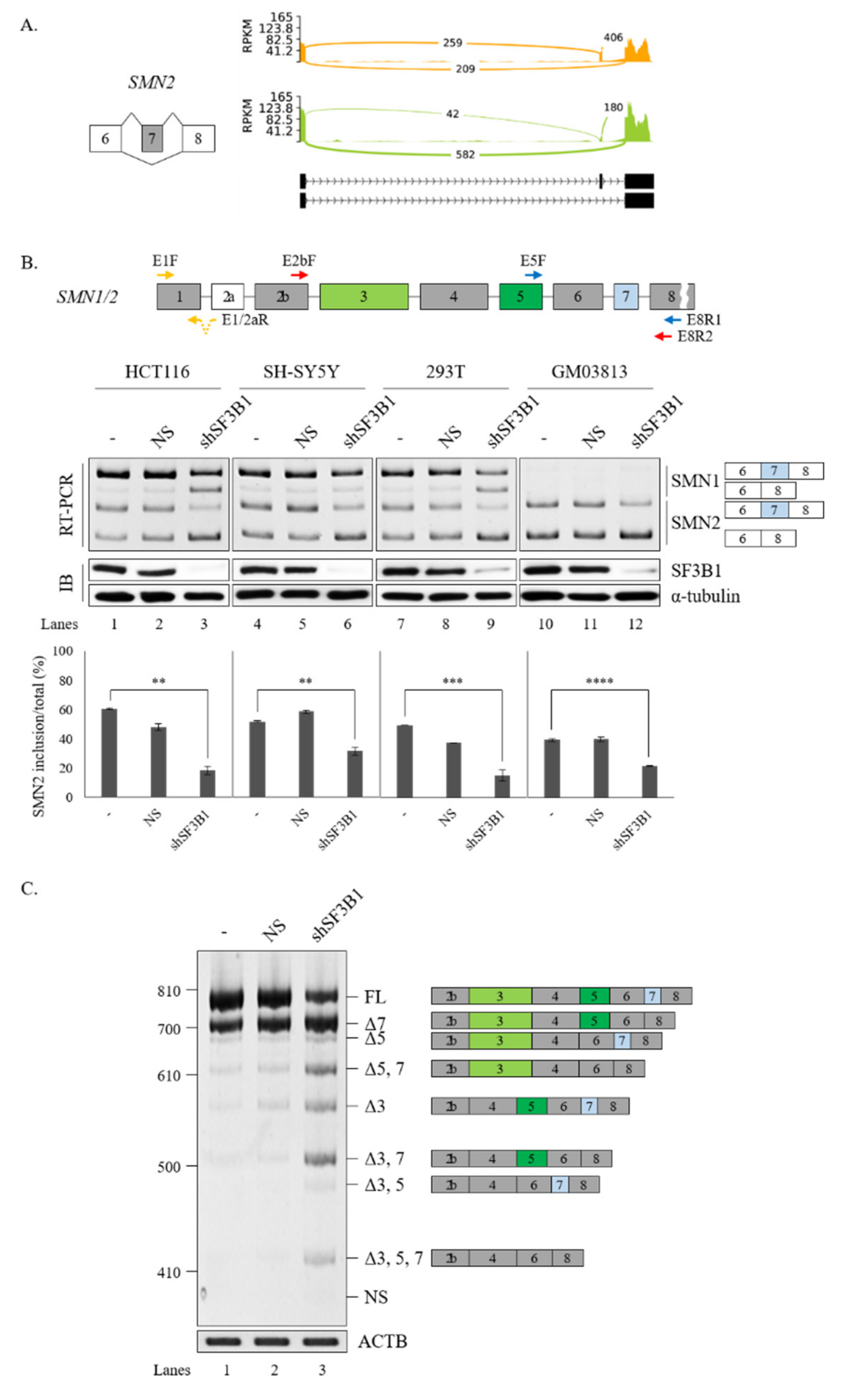 Cells 09 02647 g004 Cells 09 02647 g004