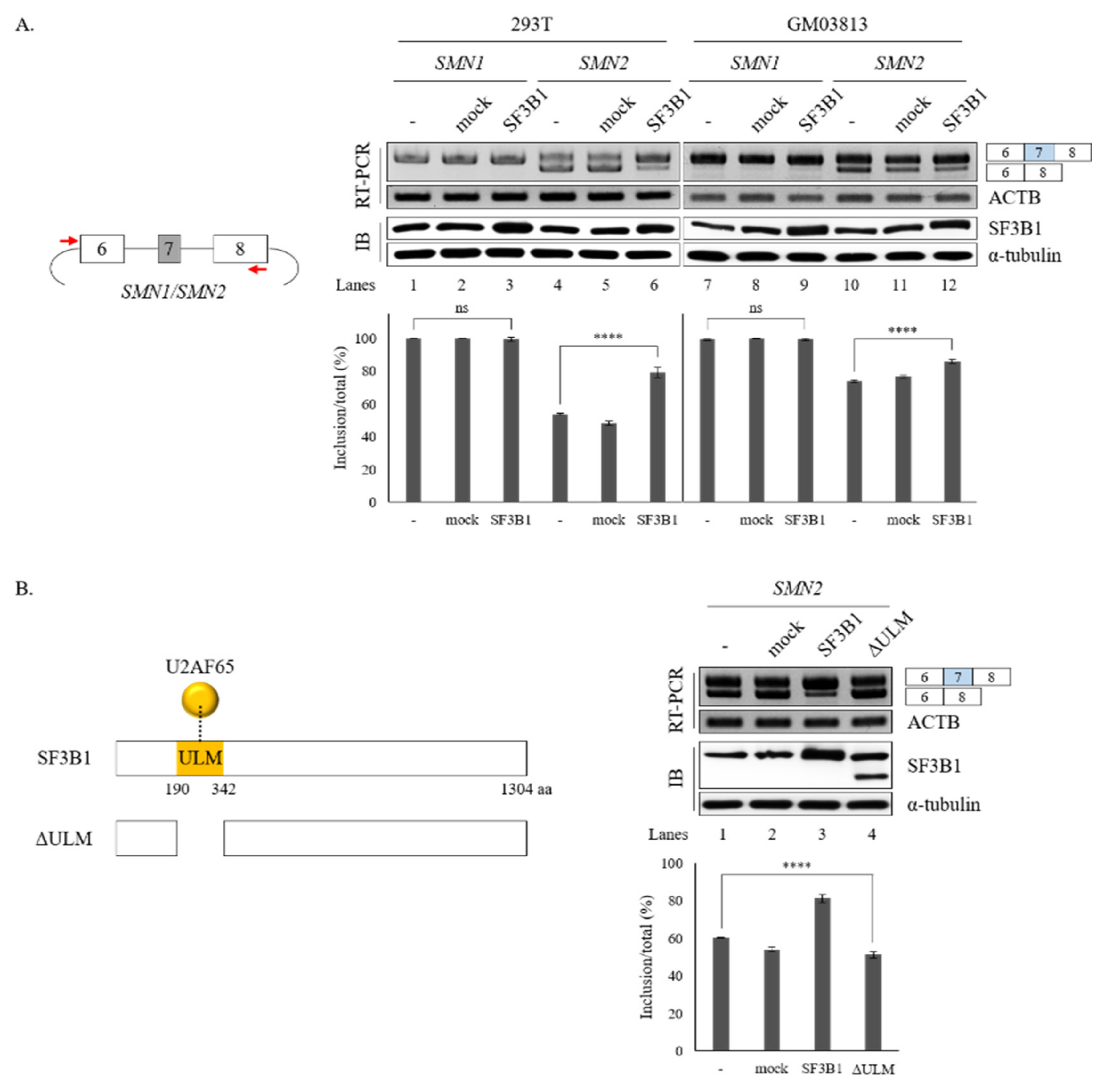 Cells 09 02647 g005 Cells 09 02647 g005