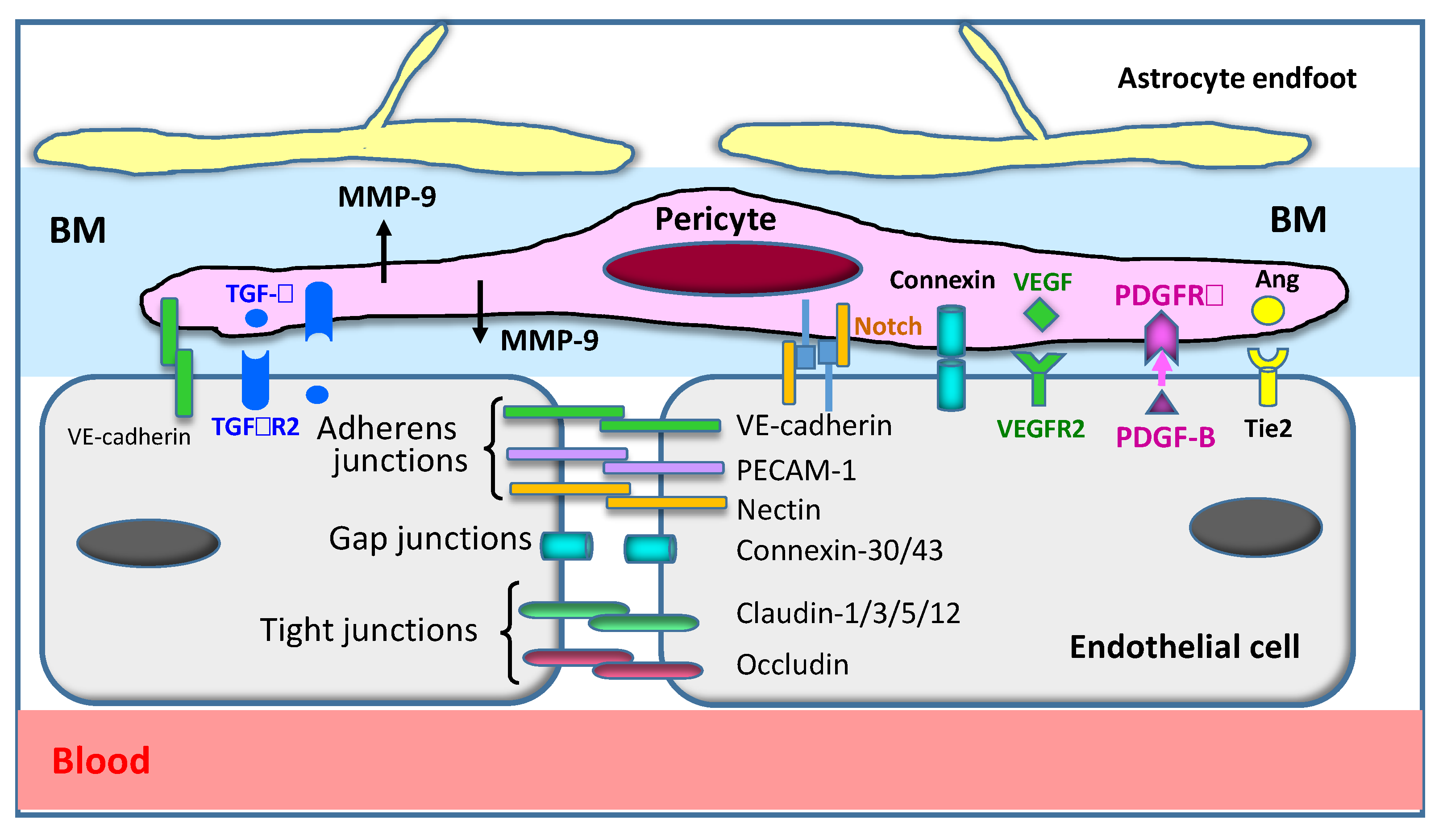 High Mobility Group Box-1 and Blood–Brain Barrier Disruption