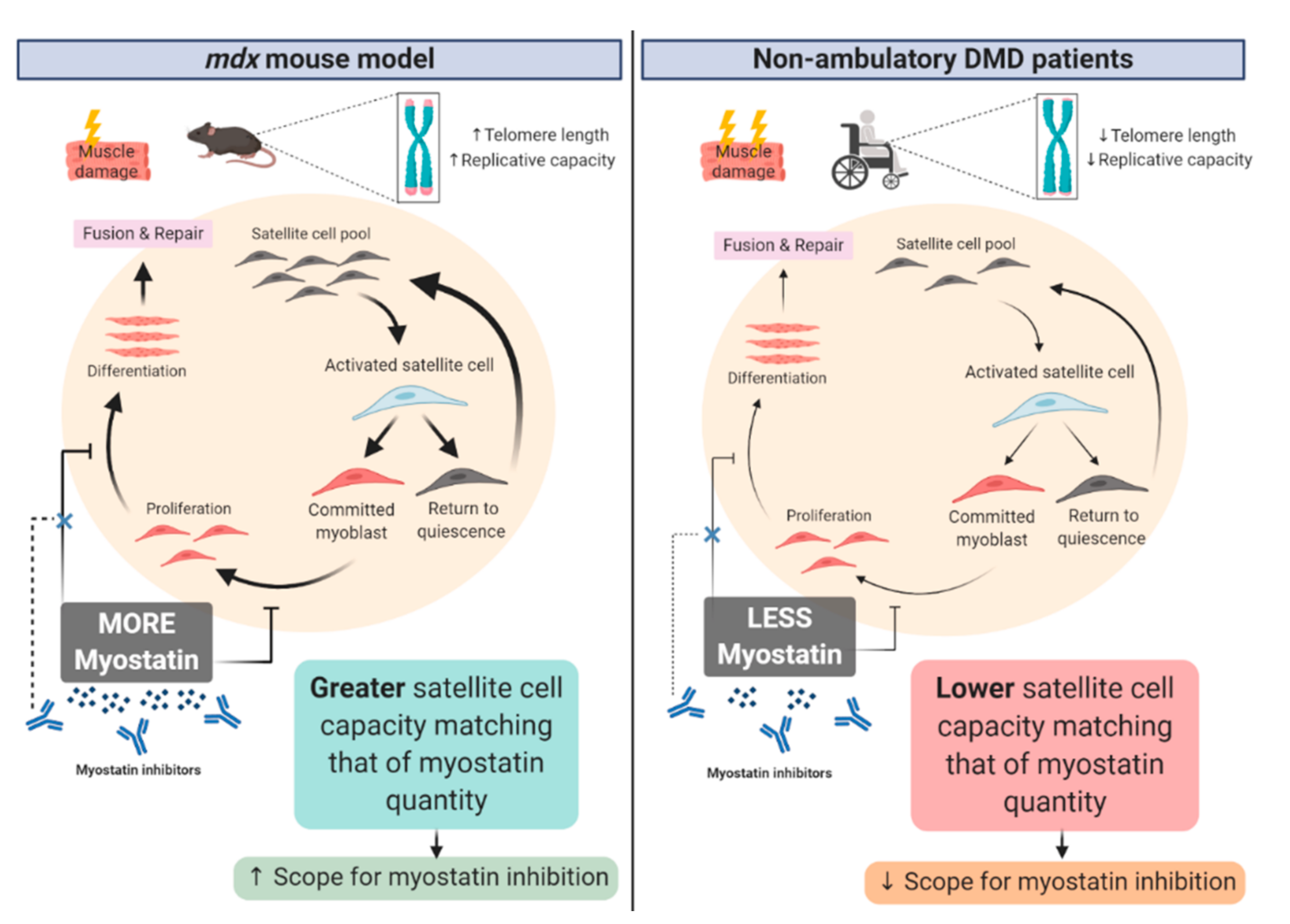 Cells 09 02657 g001 Cells 09 02657 g001