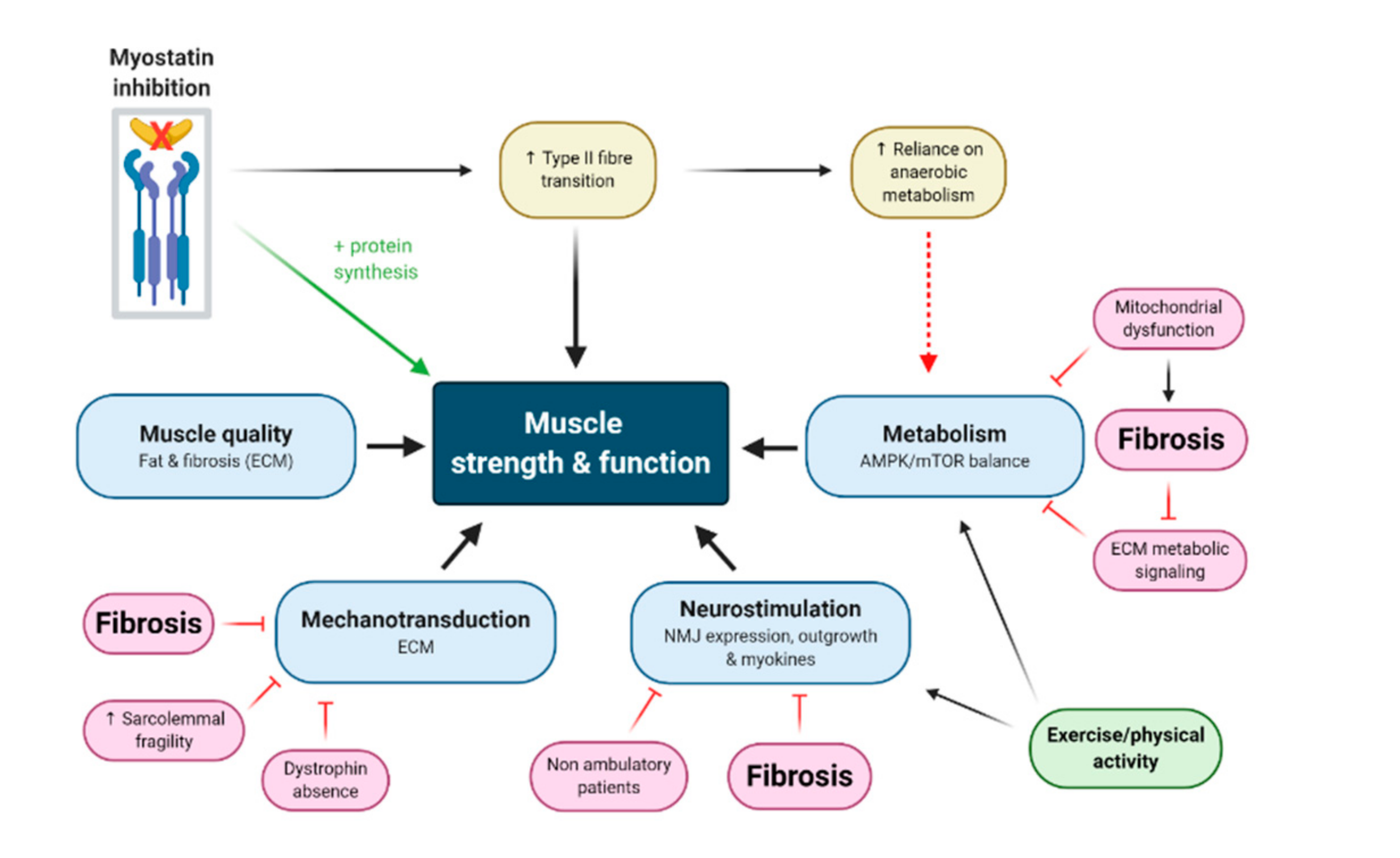 Cells 09 02657 g002 Cells 09 02657 g002