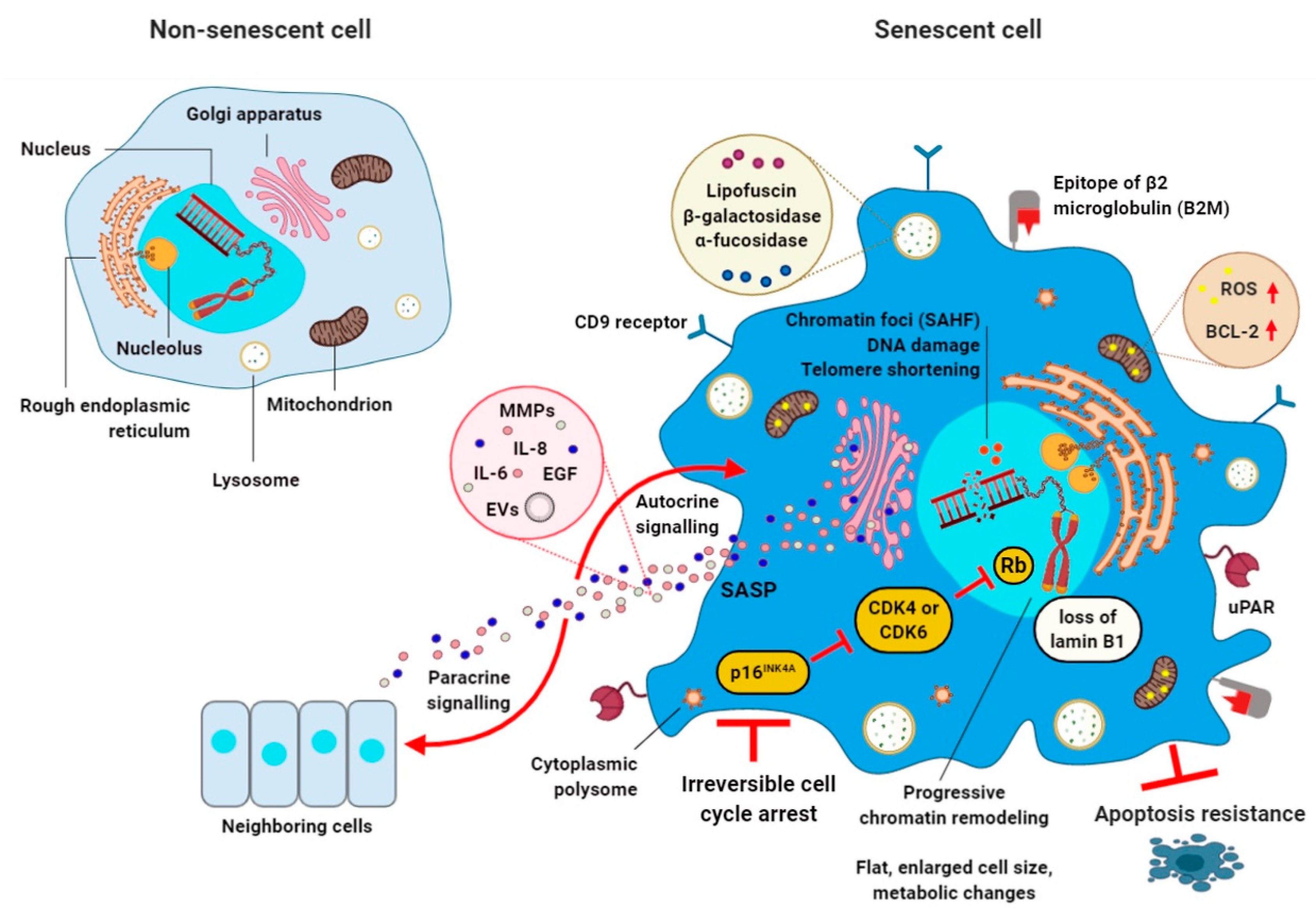Cells 09 02659 g001