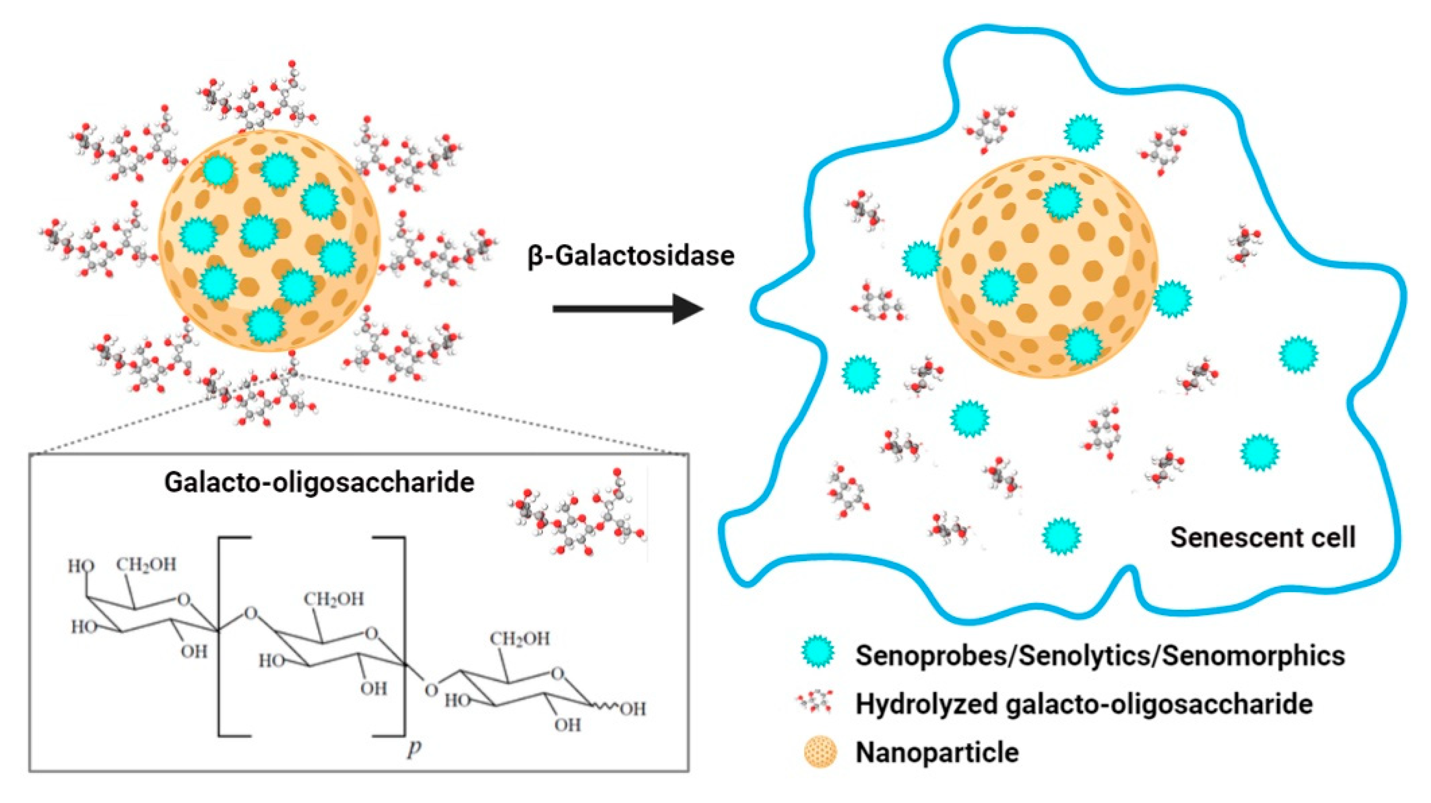 Cells 09 02659 g003