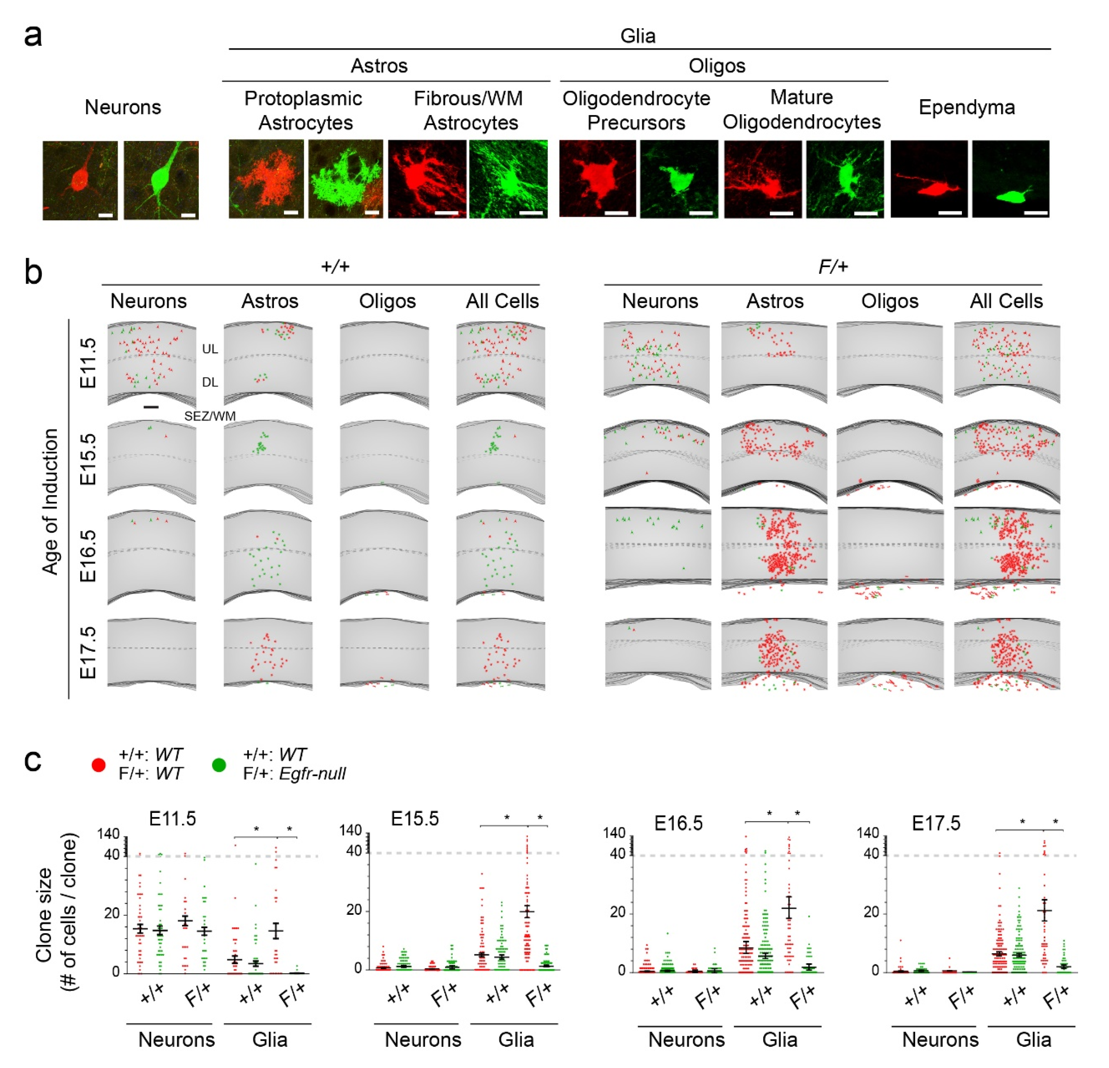 Cells 09 02662 g002 Cells 09 02662 g002