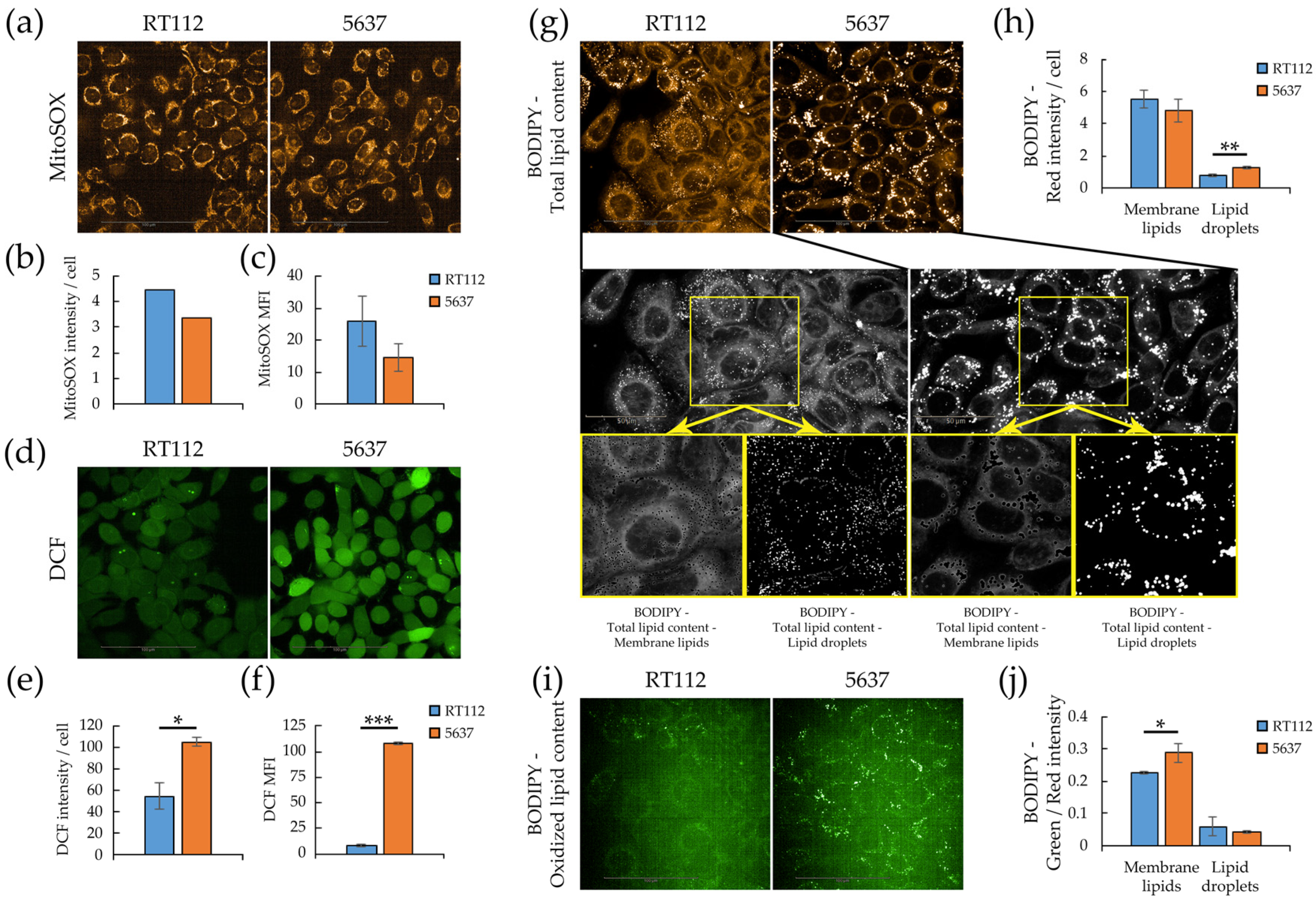 Cells 09 02669 g005 Cells 09 02669 g005