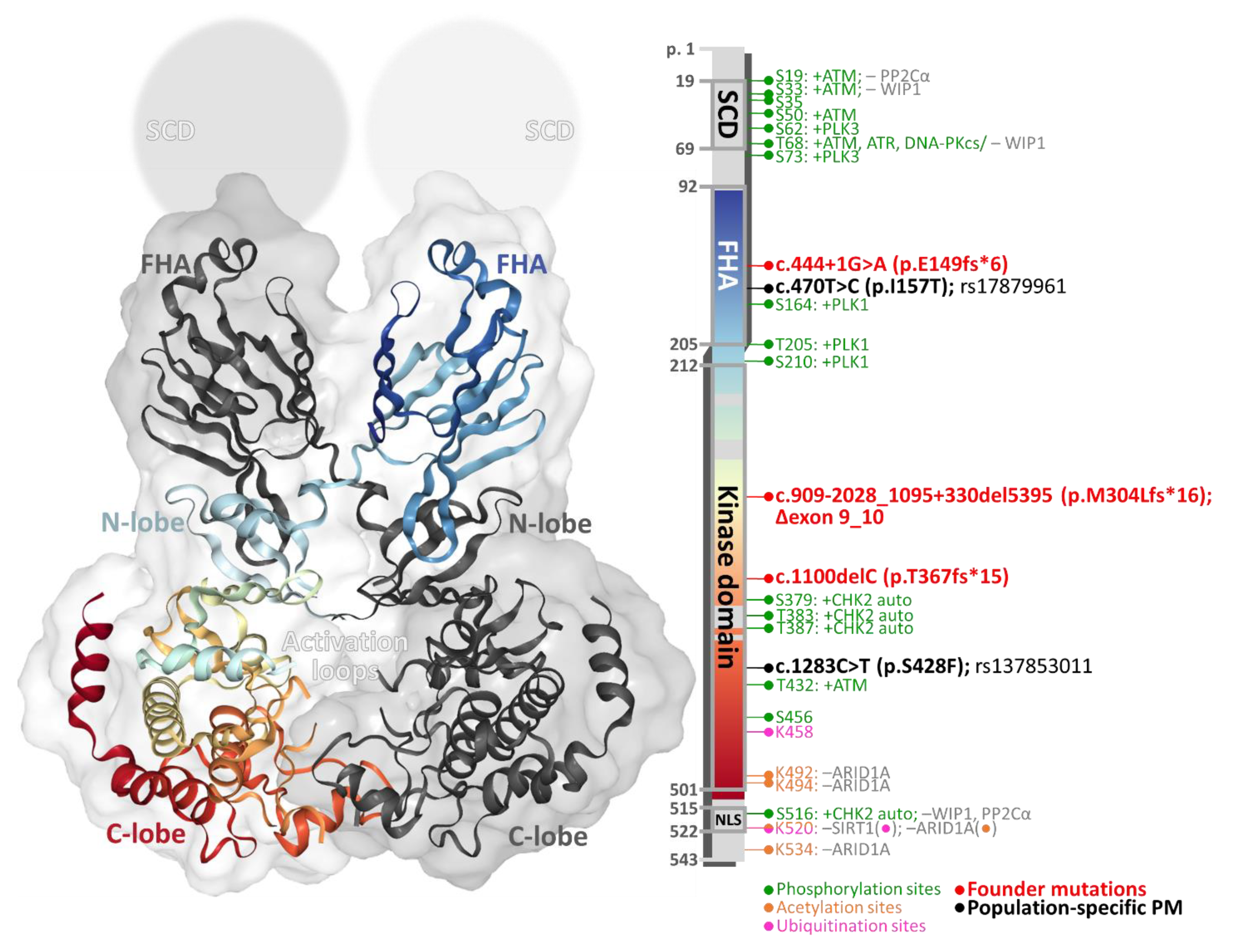 Cells Free Full Text Chek2 Germline Variants In Cancer Predisposition Stalemate Rather Than Checkmate Html