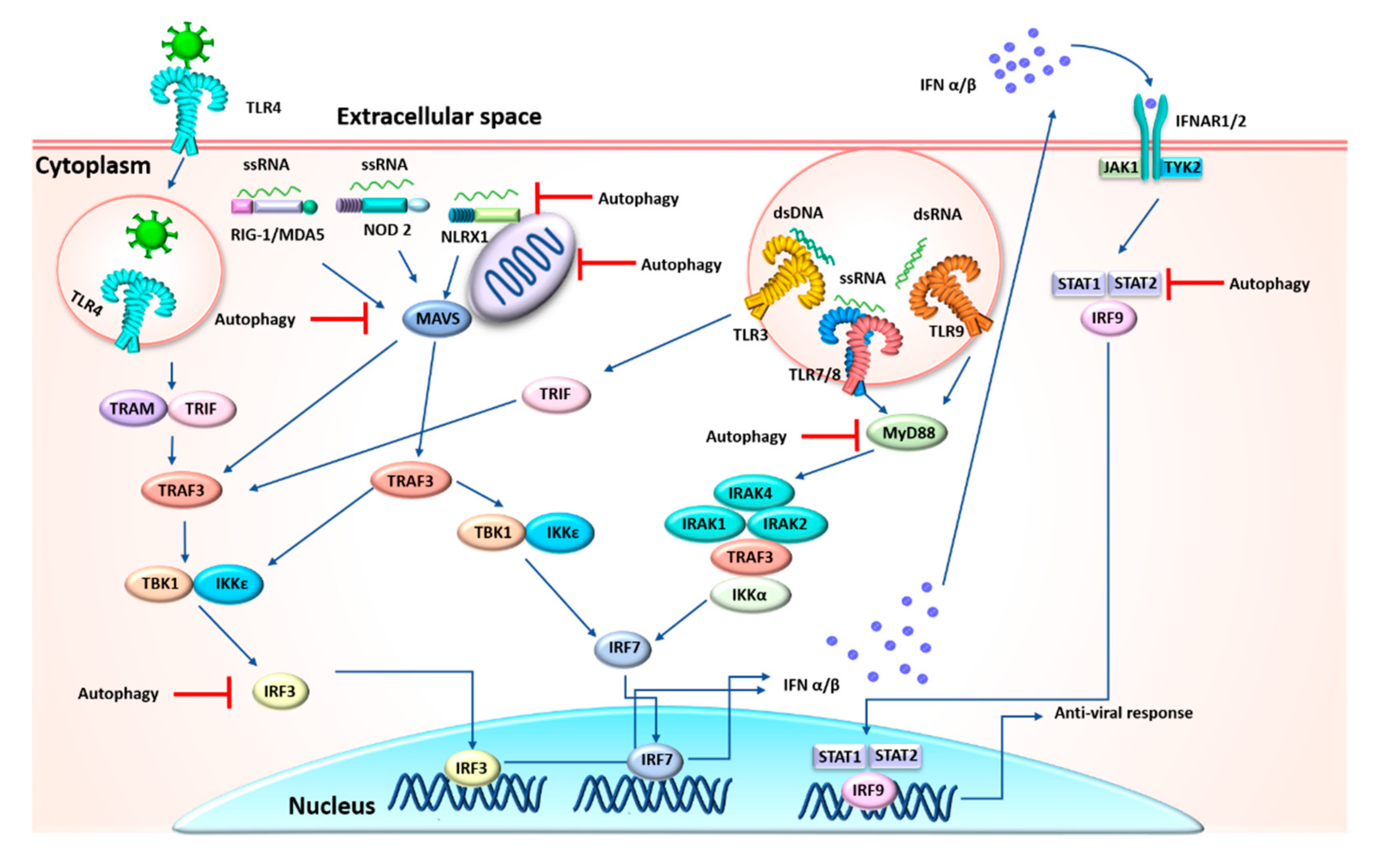 Cells 09 02679 g002 Cells 09 02679 g002