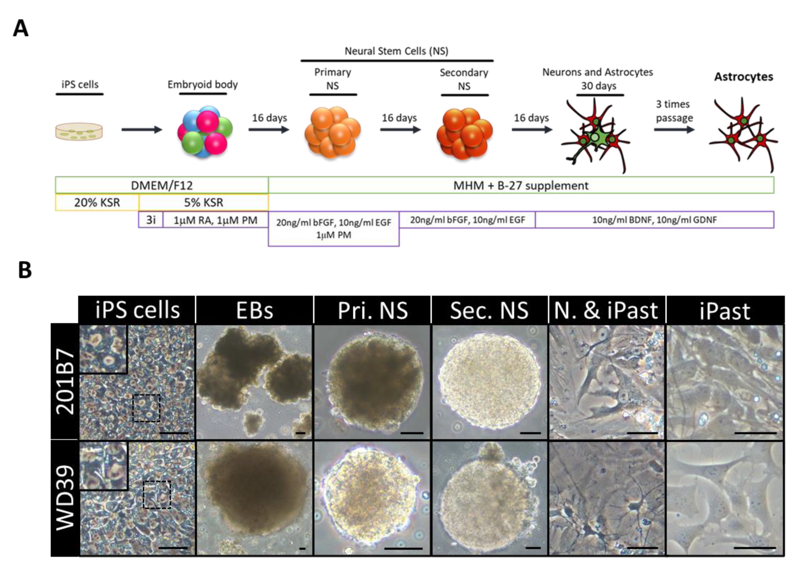 Cells 09 02680 g001 Cells 09 02680 g001