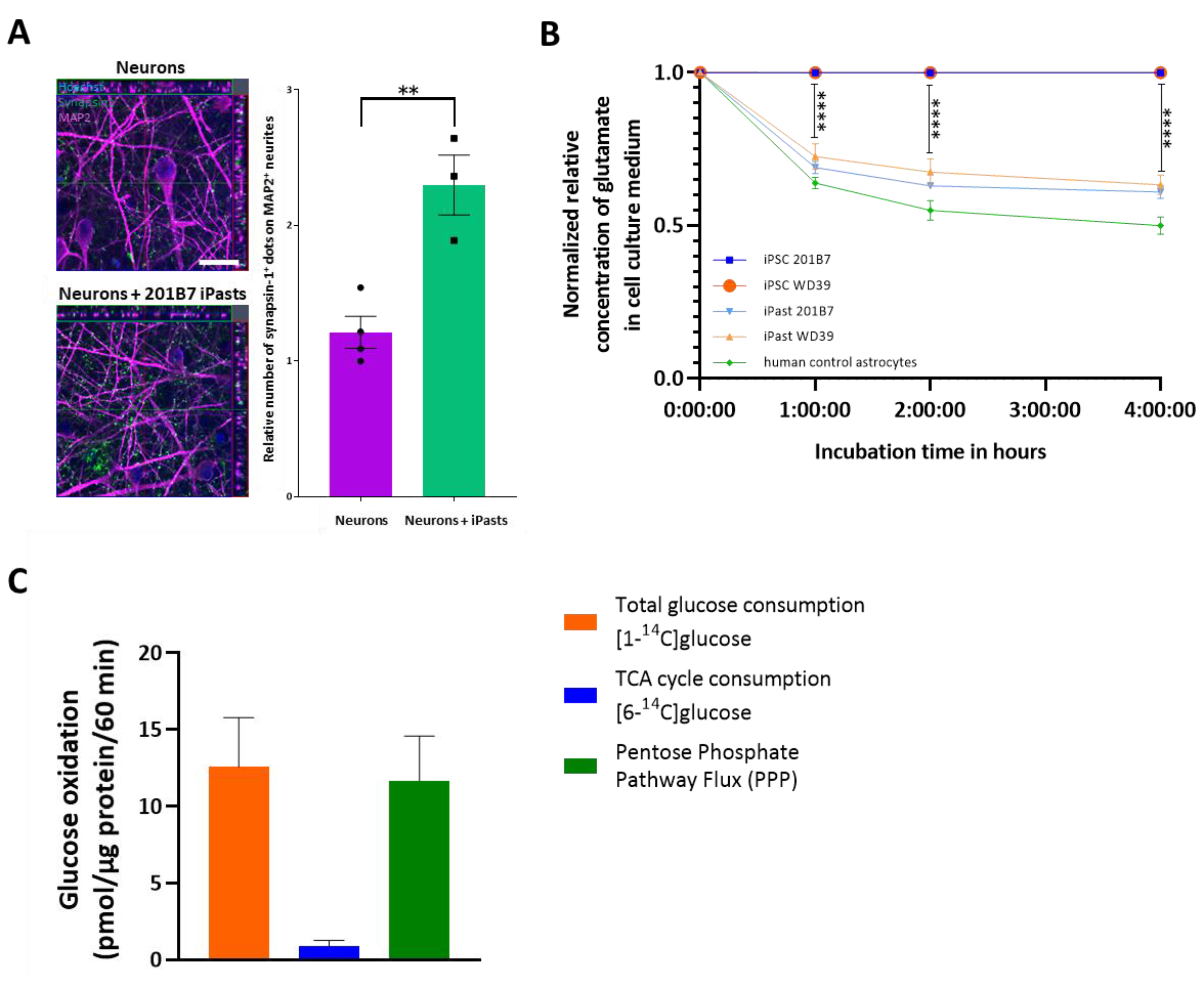 Cells 09 02680 g007 Cells 09 02680 g007