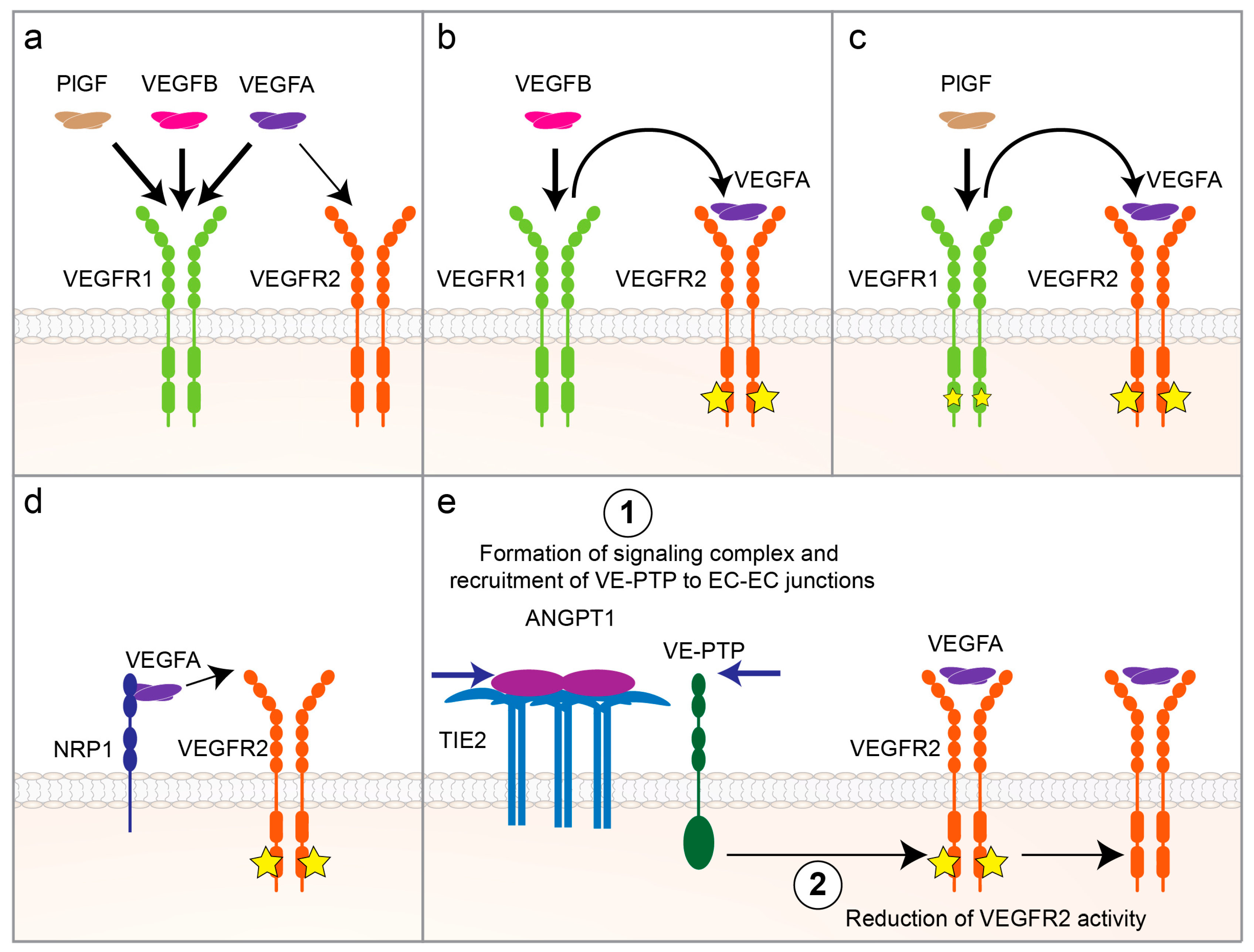 Cells 09 02683 g002 Cells 09 02683 g002
