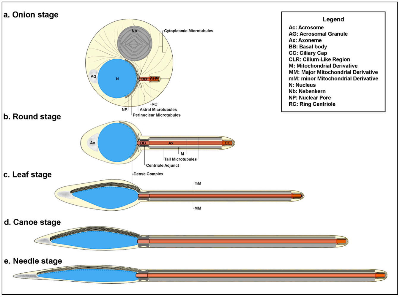 Cells 09 02684 g001 Cells 09 02684 g001